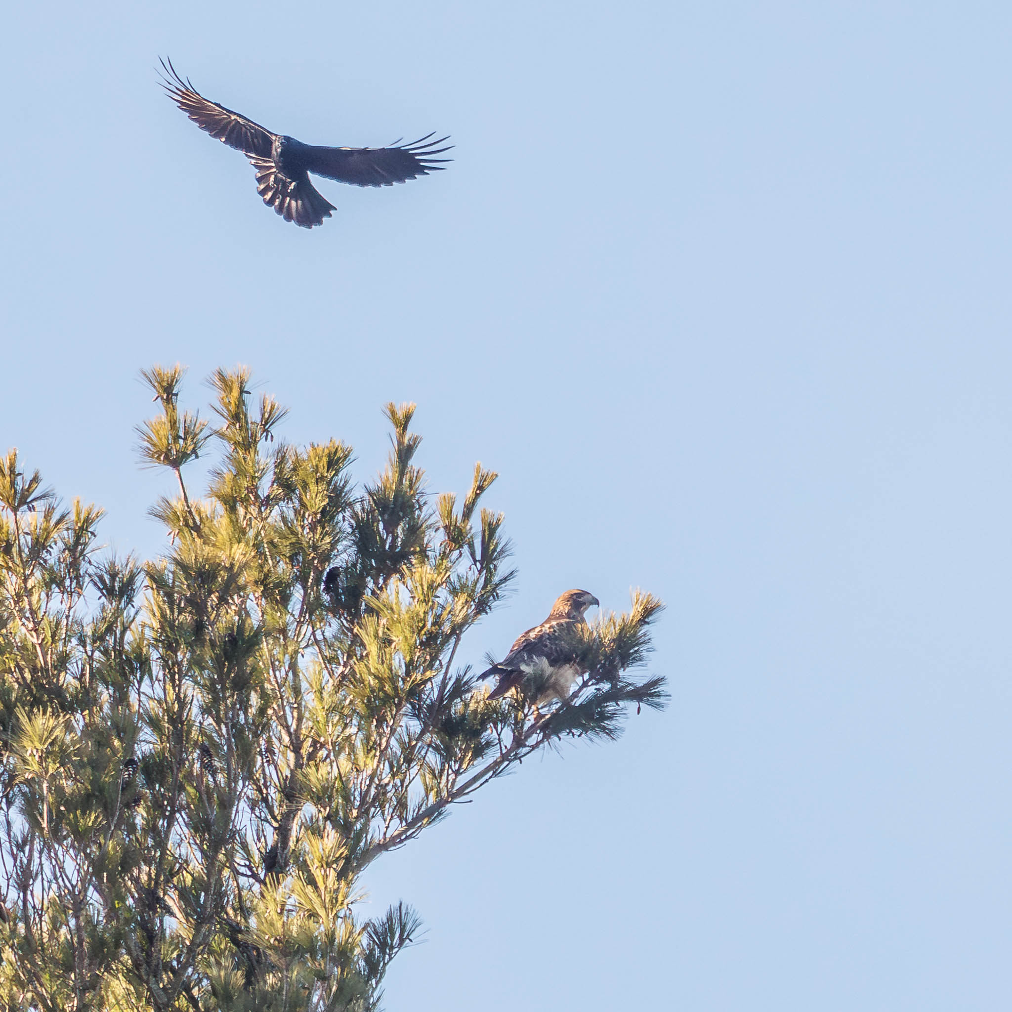 Red-tailed Hawk holding its perch
