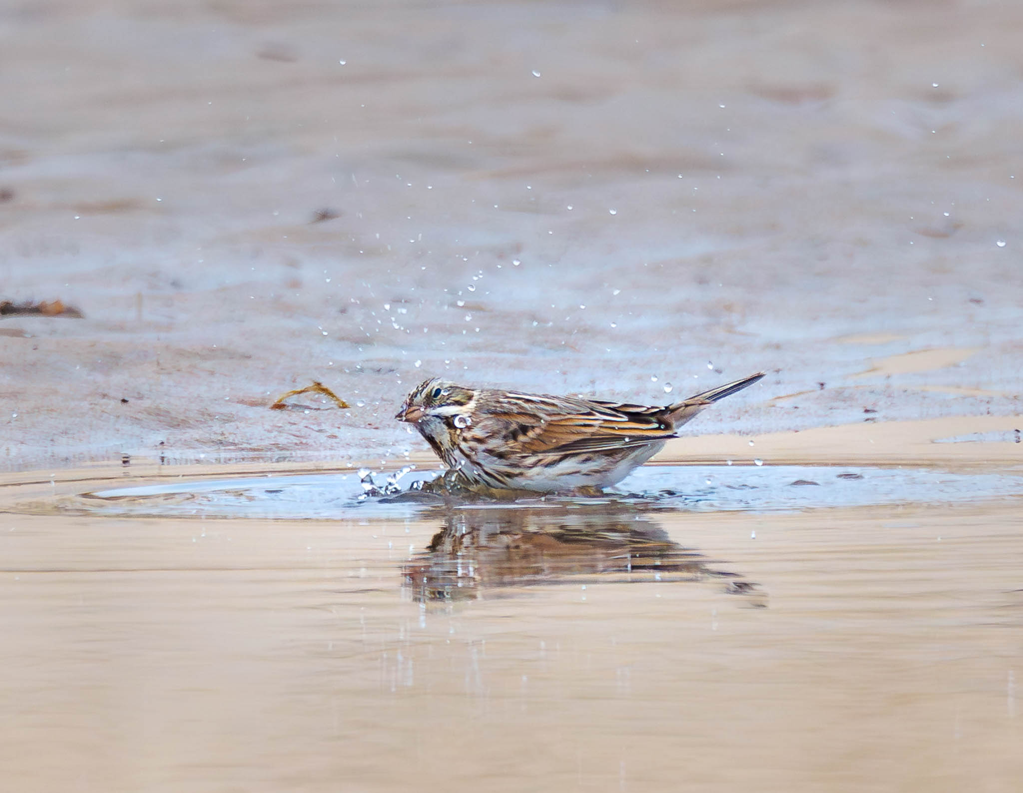 Savannah Sparrow An Unexpected Bath at the Beach