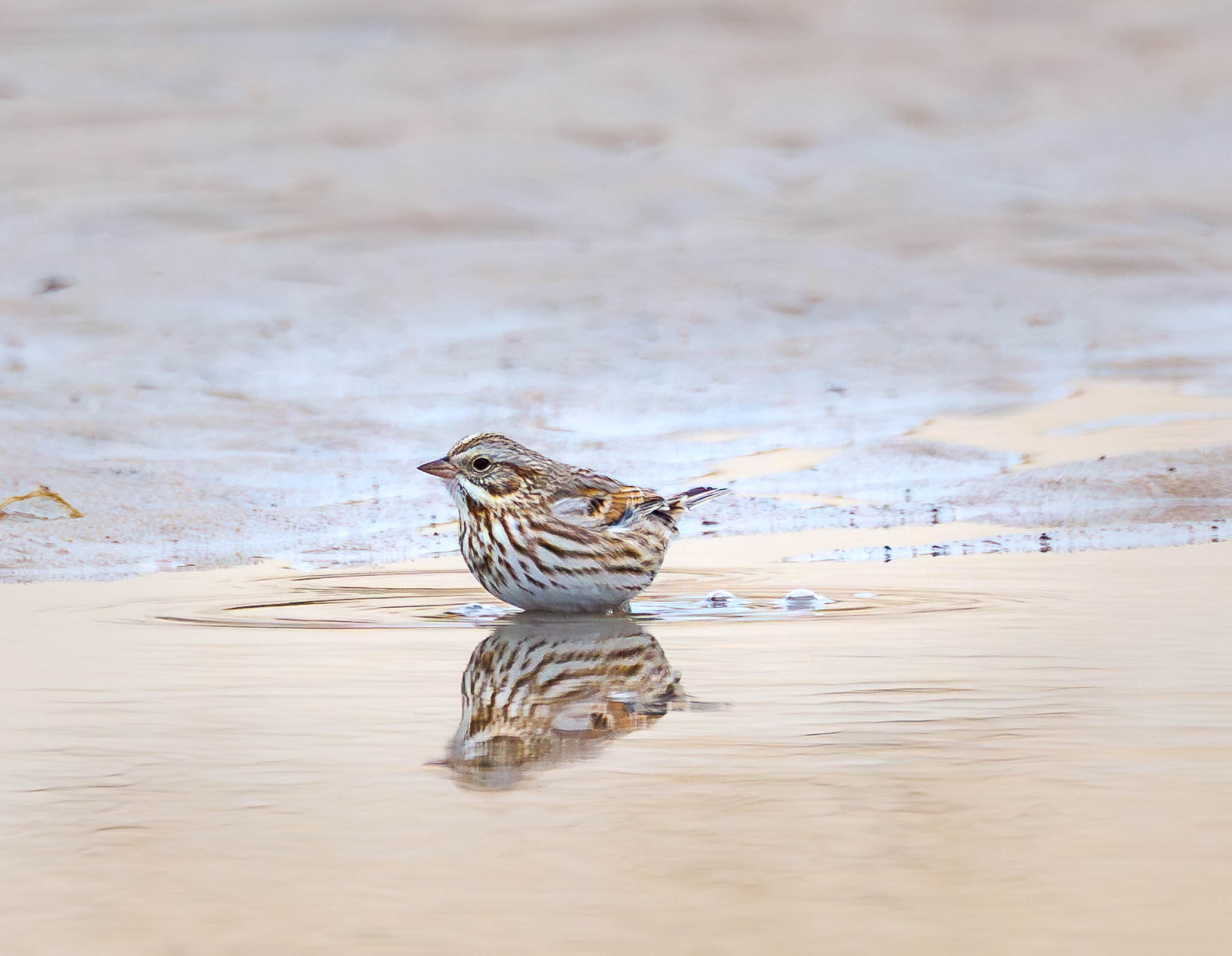 Savannah Sparrow at beach puddle