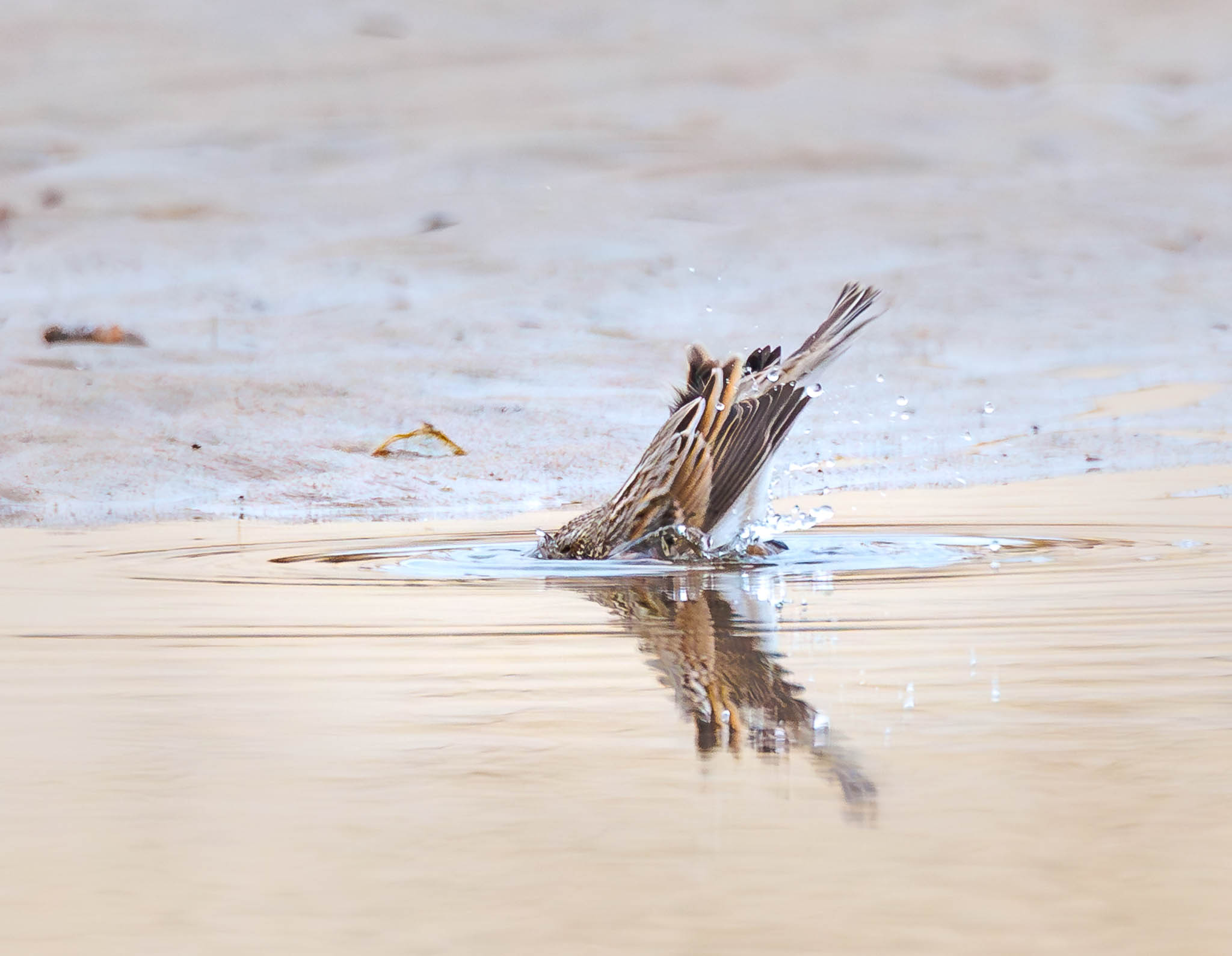 Savannah Sparrow beginning to bathe