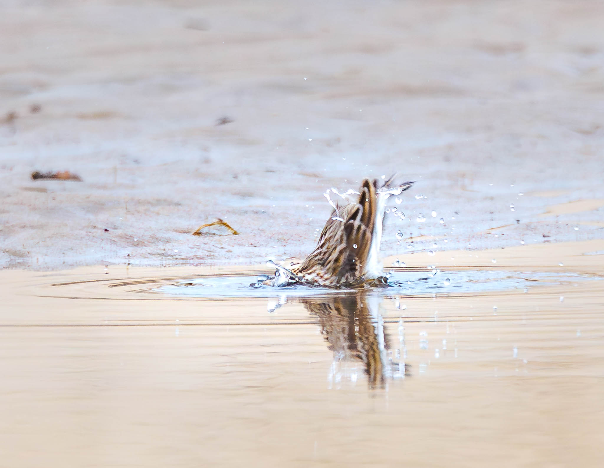 Savannah Sparrow splashing in water