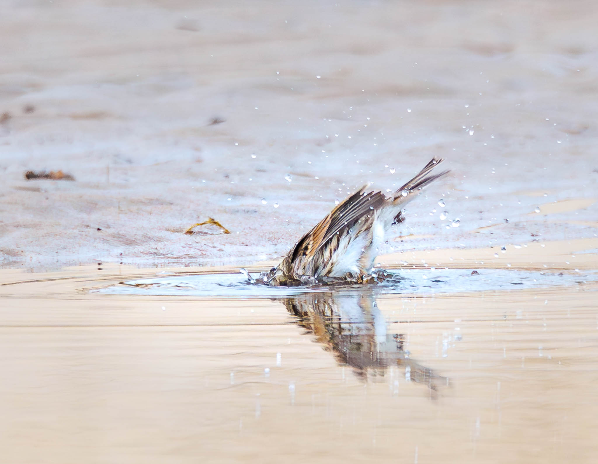 Savannah Sparrow bathing energetically