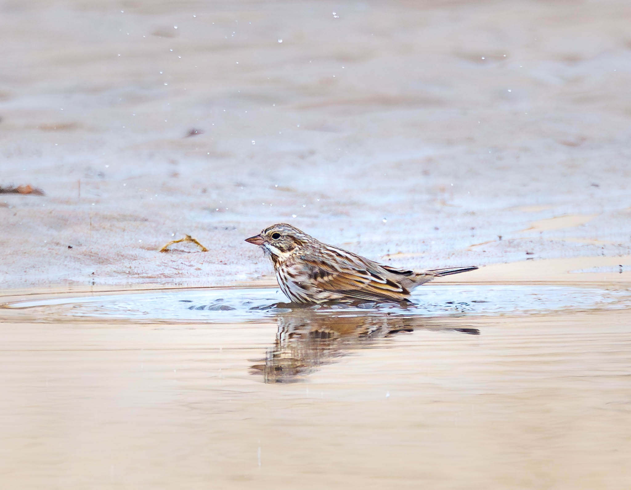 Savannah Sparrow finishing bath