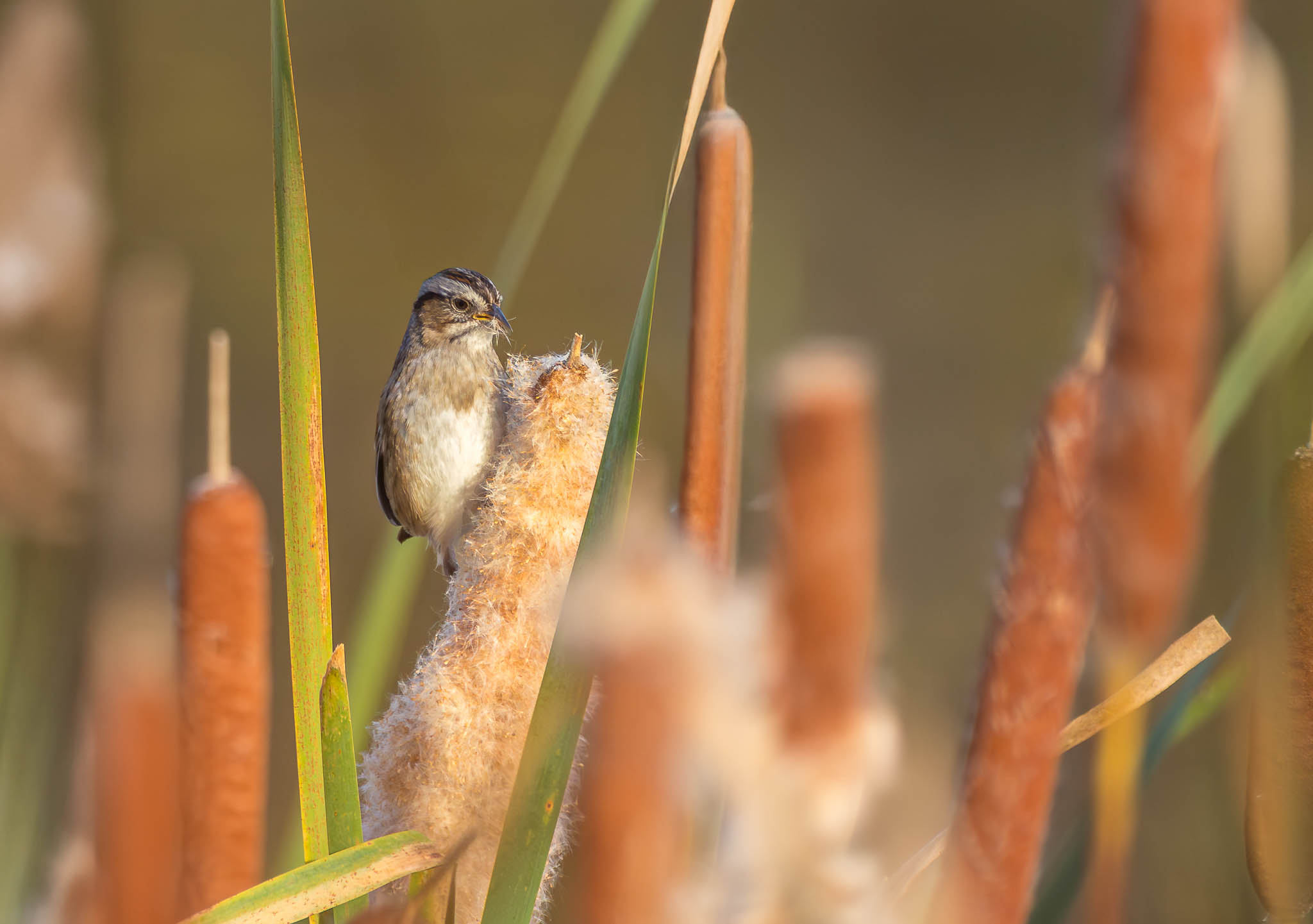 Swamp Sparrow Autumn Hide-and-Seek