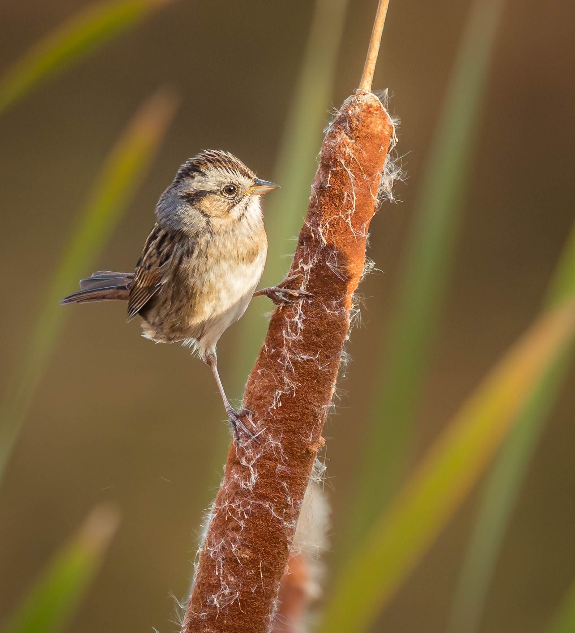 Swamp Sparrow in cattails - step 1