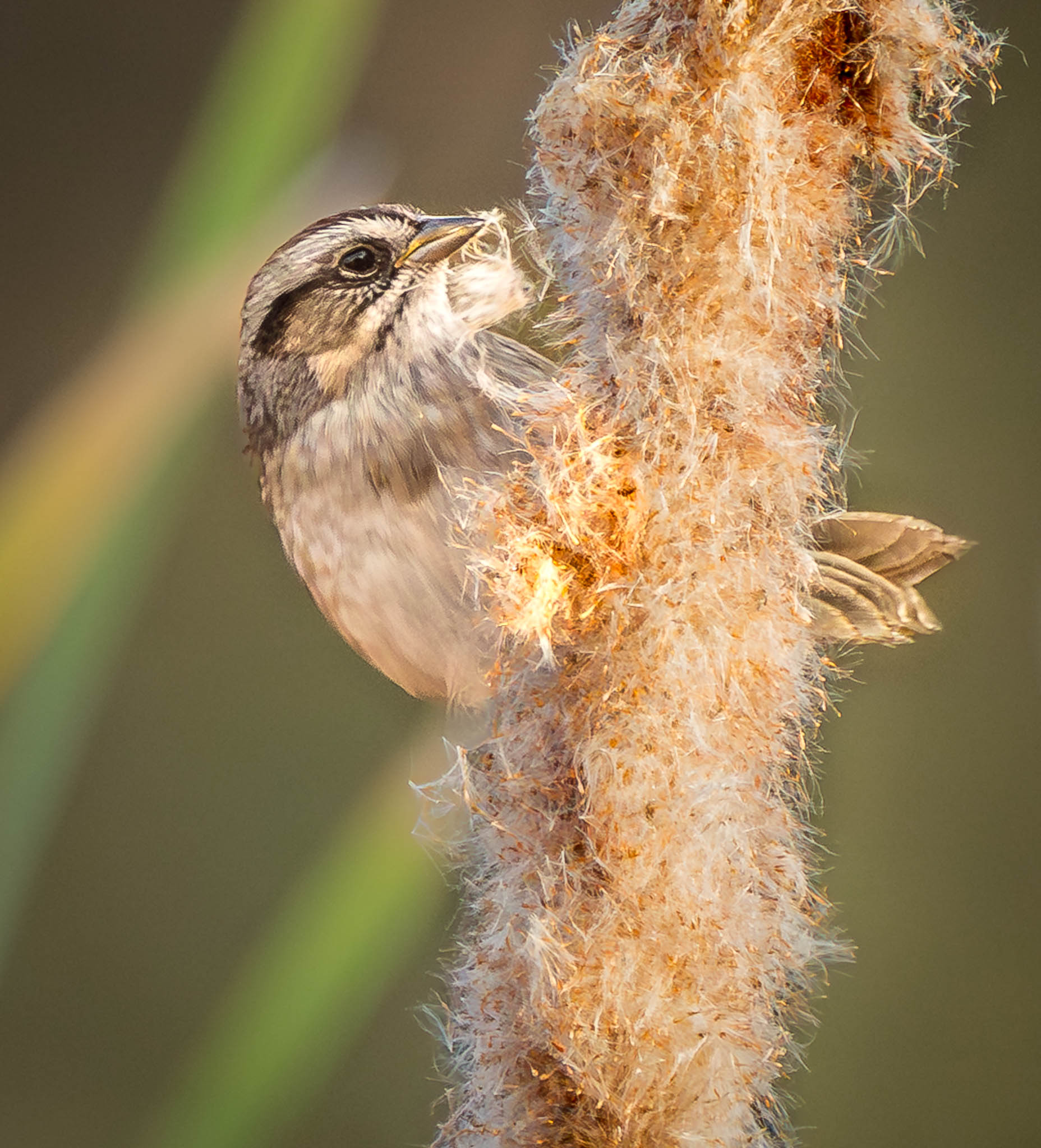Swamp Sparrow in cattails - step 2