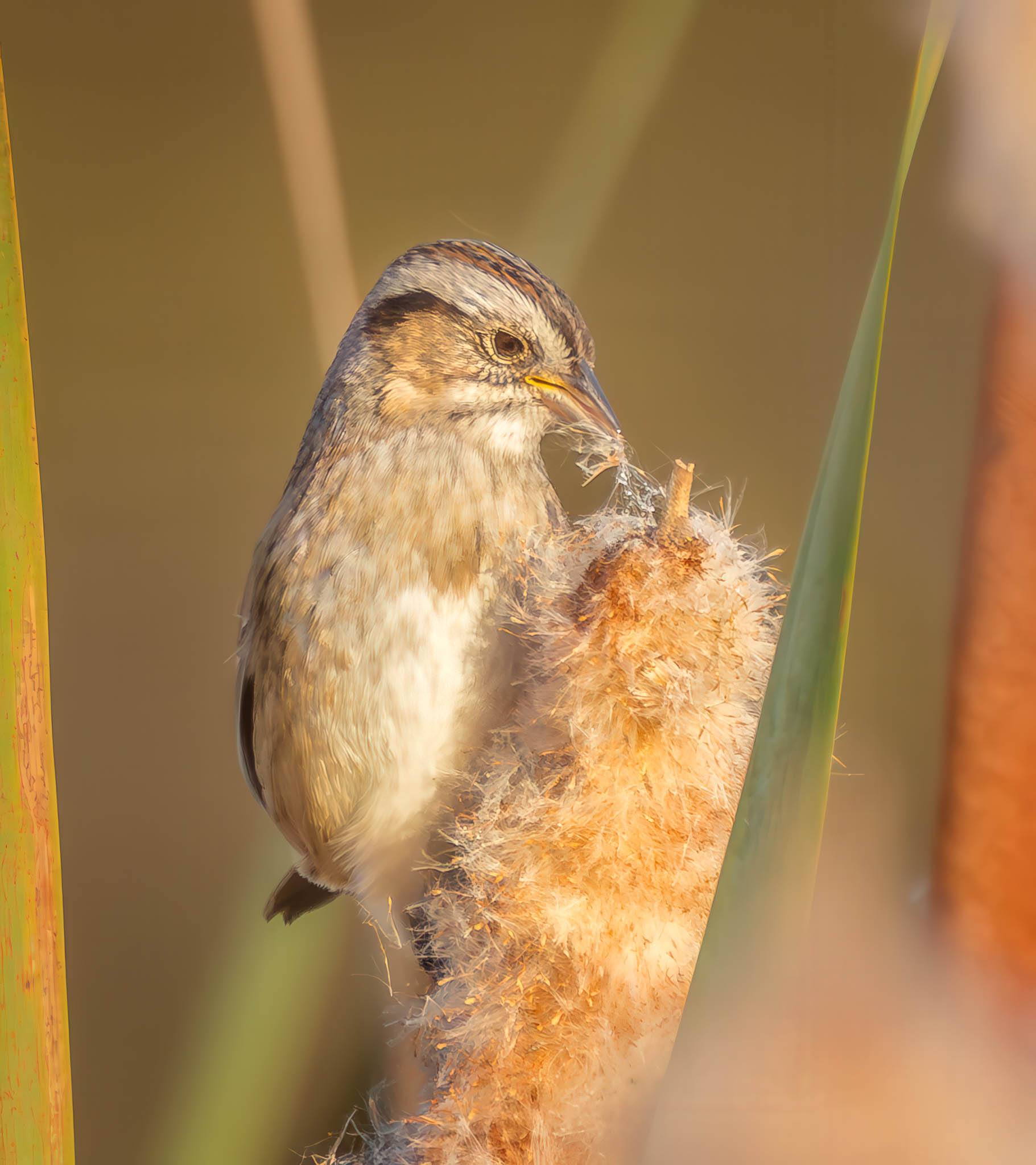 Swamp Sparrow in cattails - step 3
