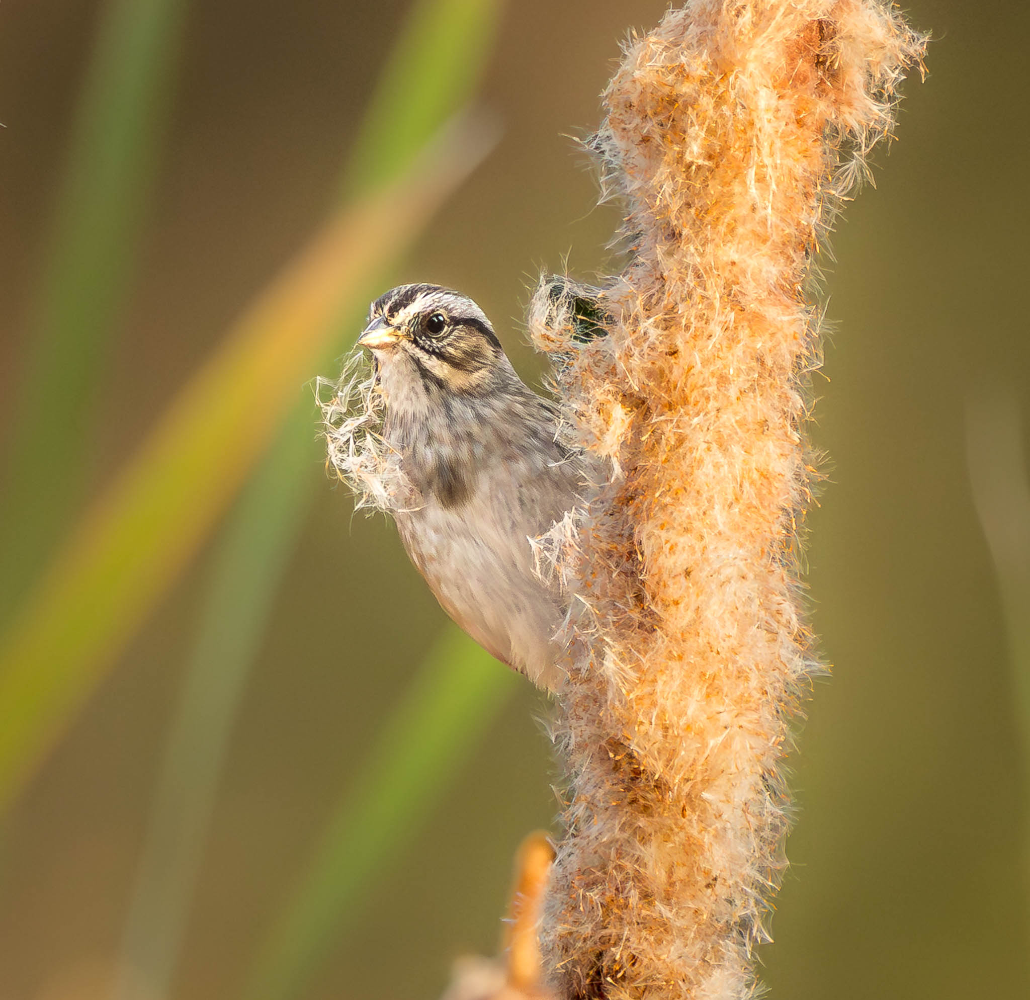 Swamp Sparrow in cattails - step 4