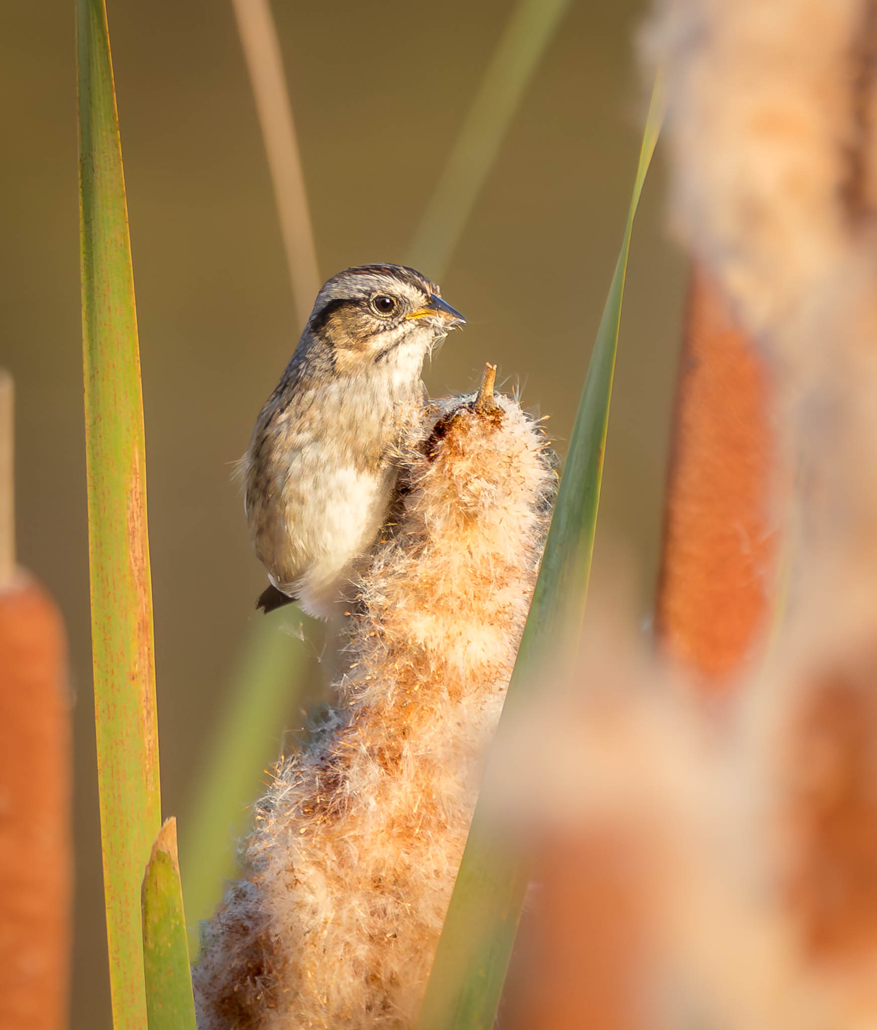 Swamp Sparrow in cattails - complete