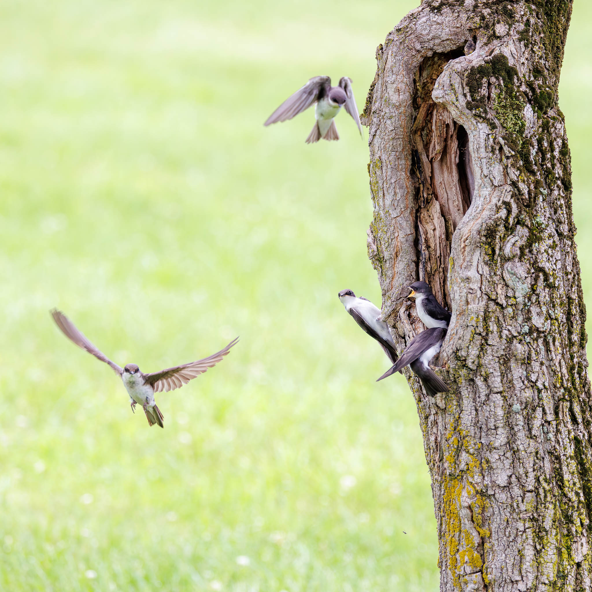 Tree Swallow Lunch Delivery at the Cavity Door