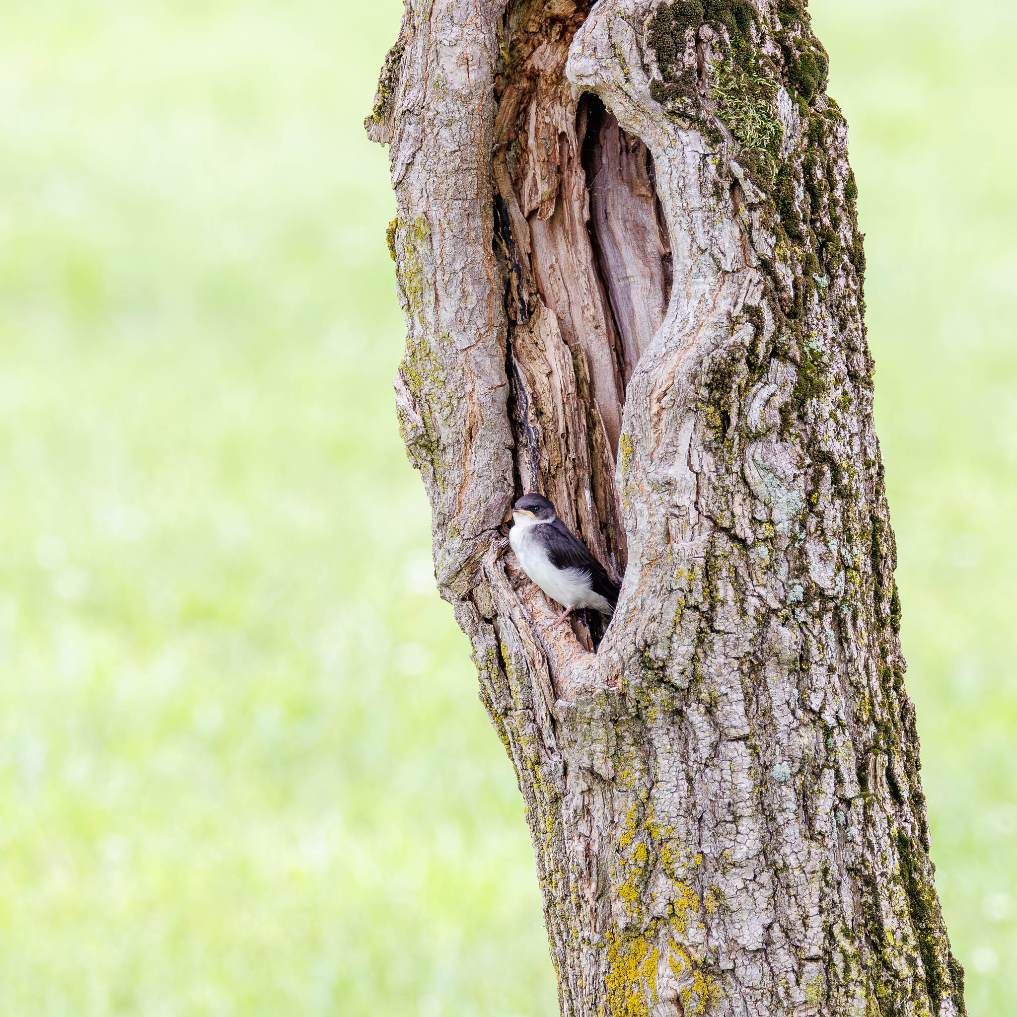 Tree Swallow nestling at cavity