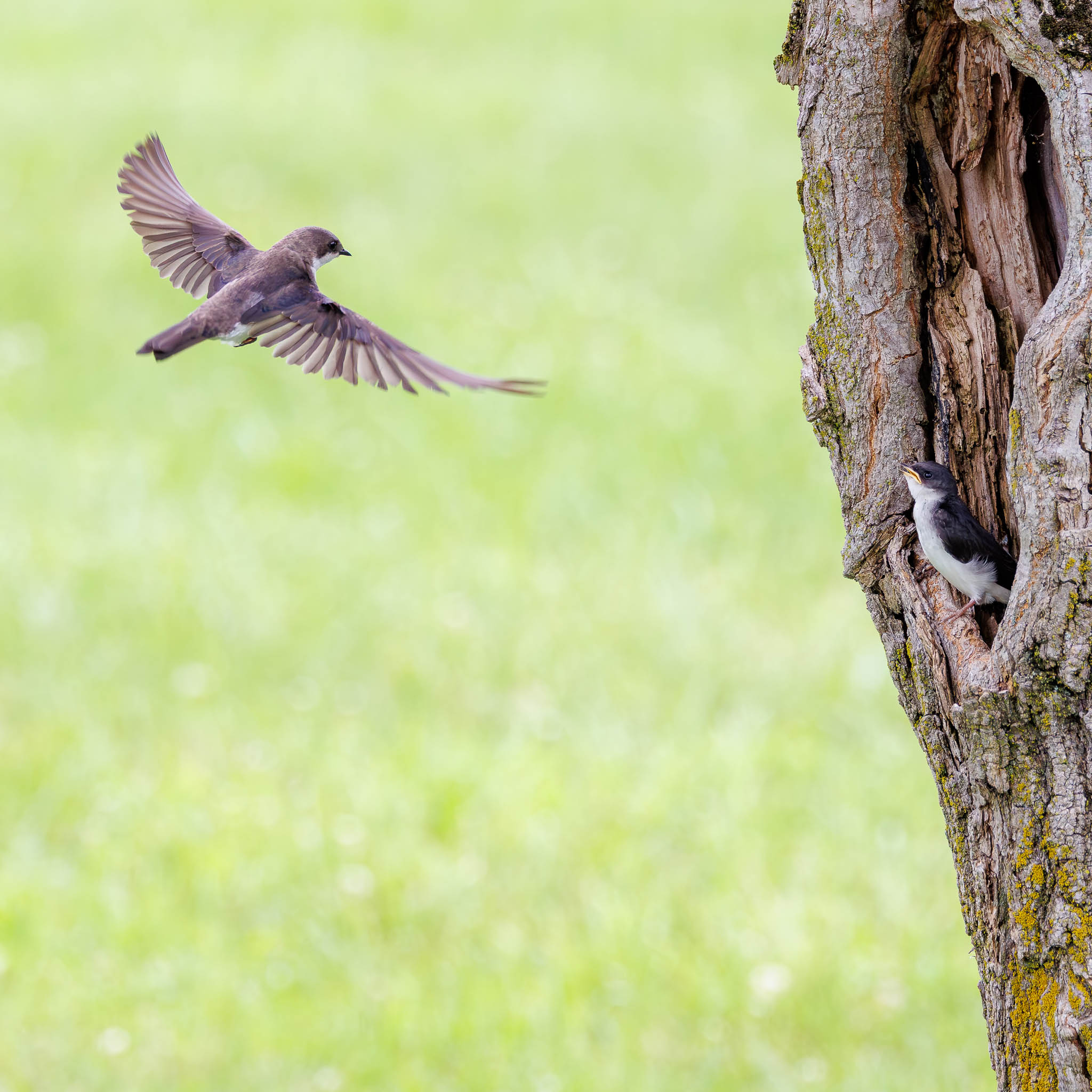 Tree Swallow adult approaching