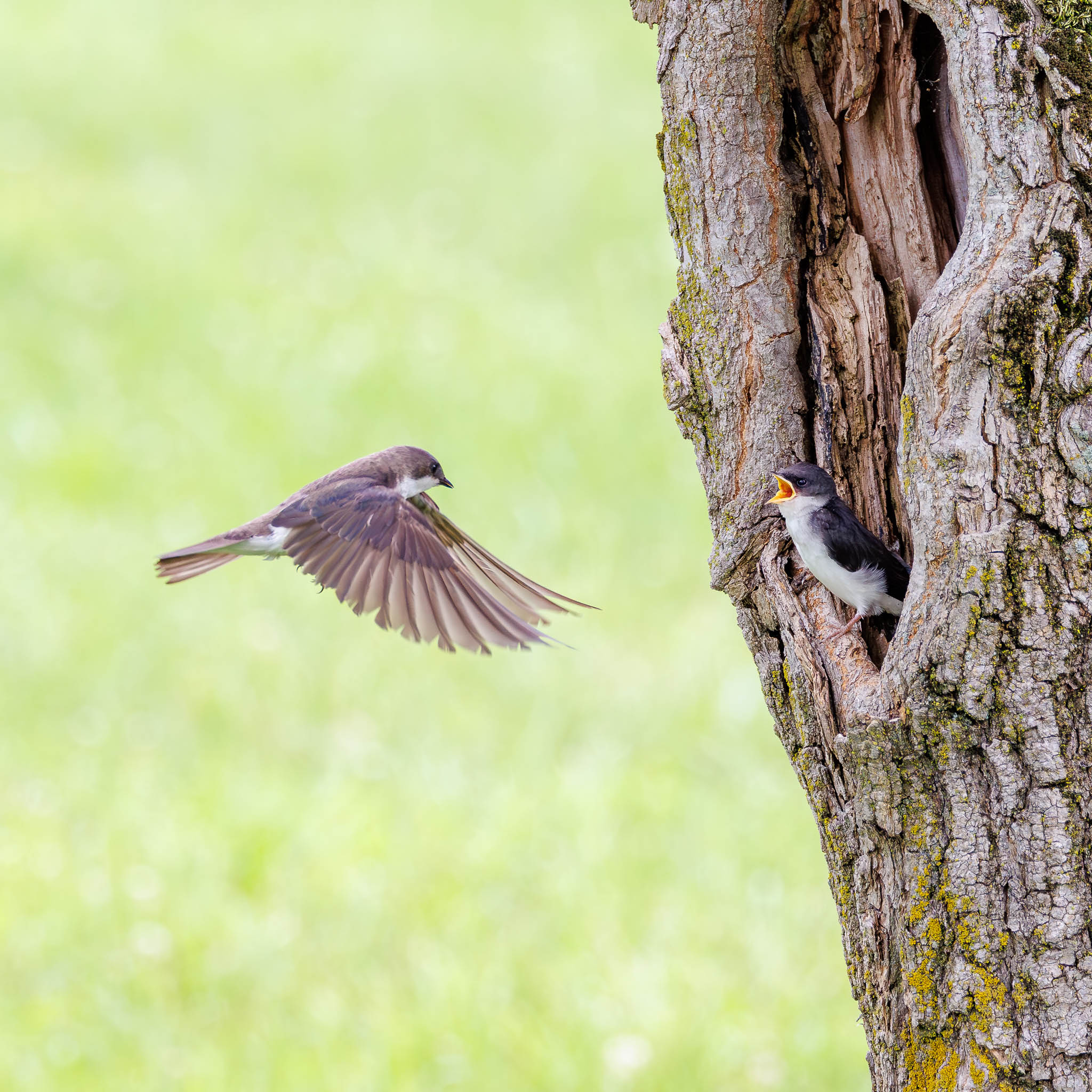 Tree Swallow feeding nestling