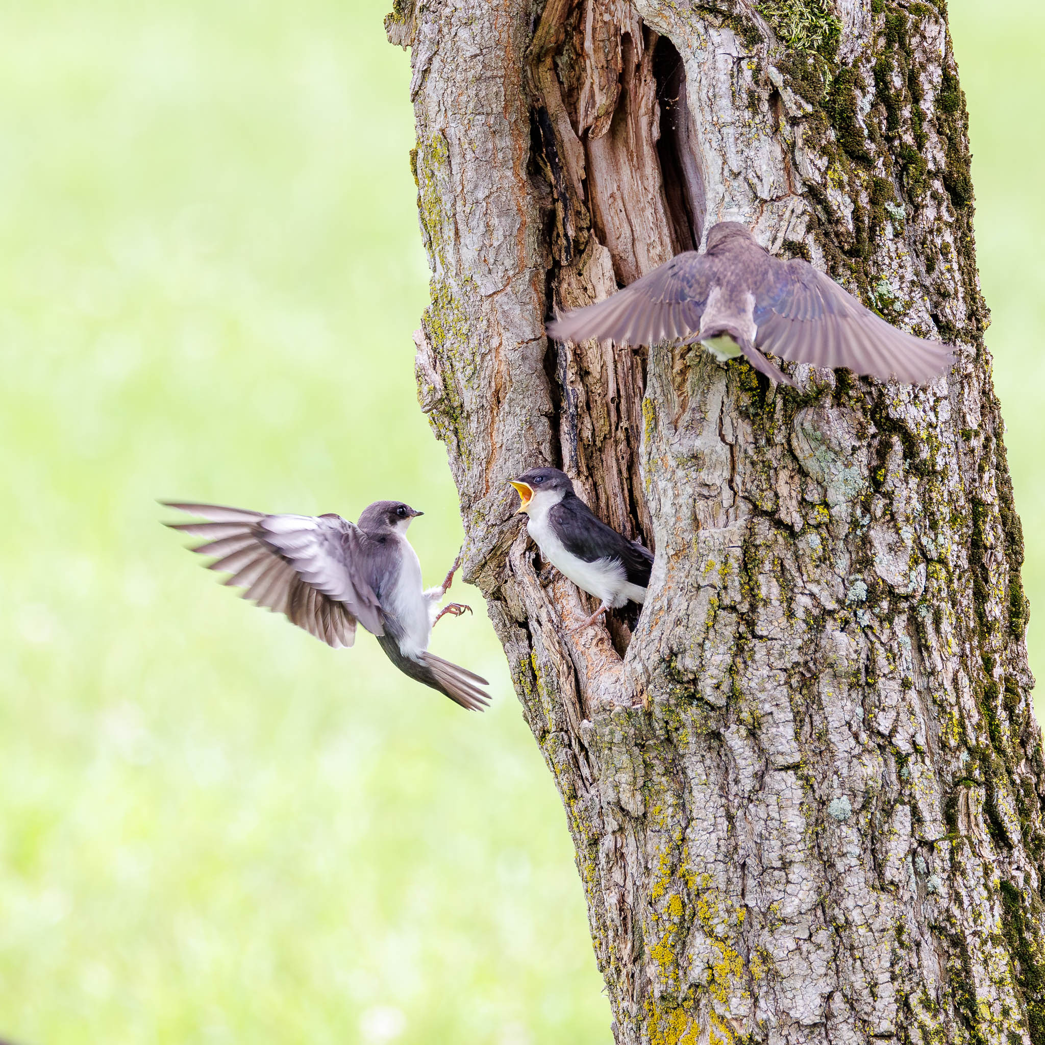 Tree Swallow food delivery