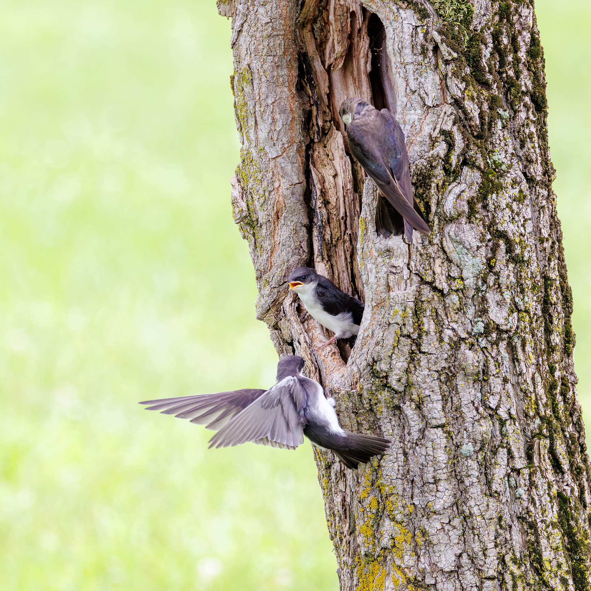 Tree Swallow nestling calling