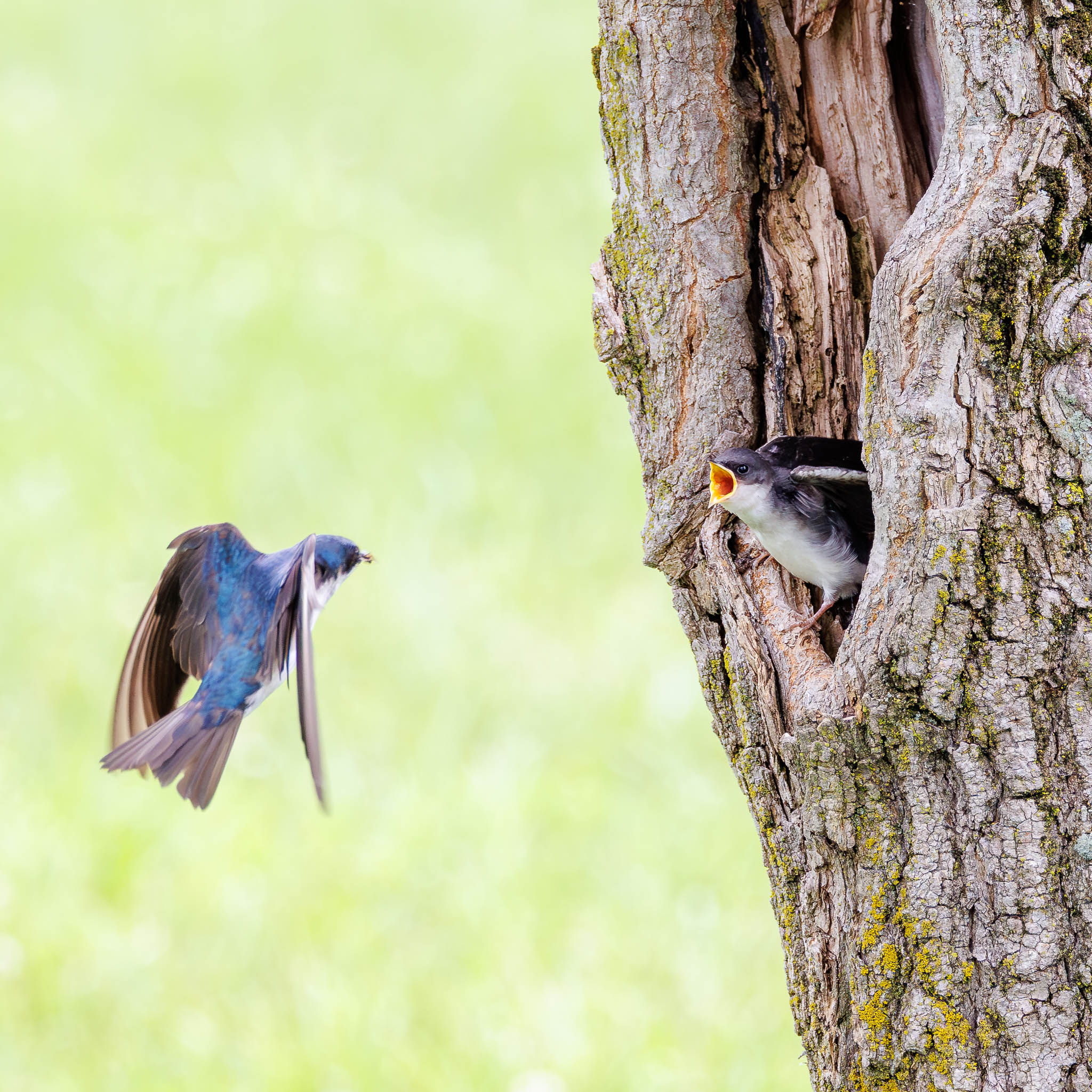 Tree Swallow feeding behavior