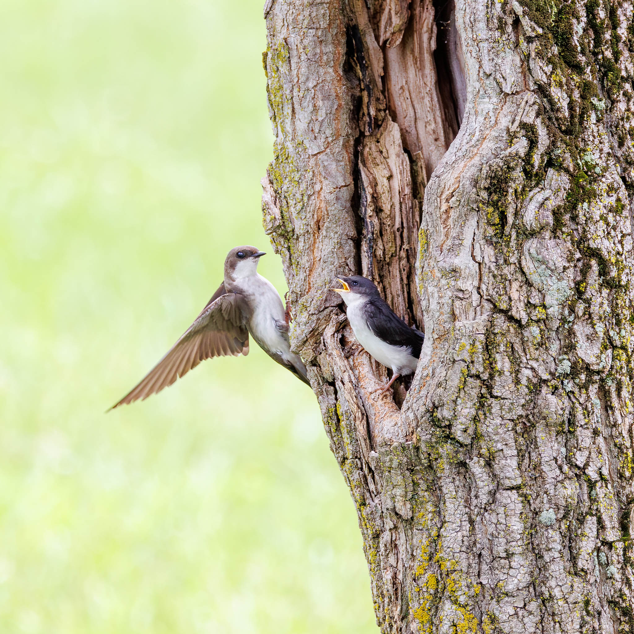 Tree Swallow at cavity door