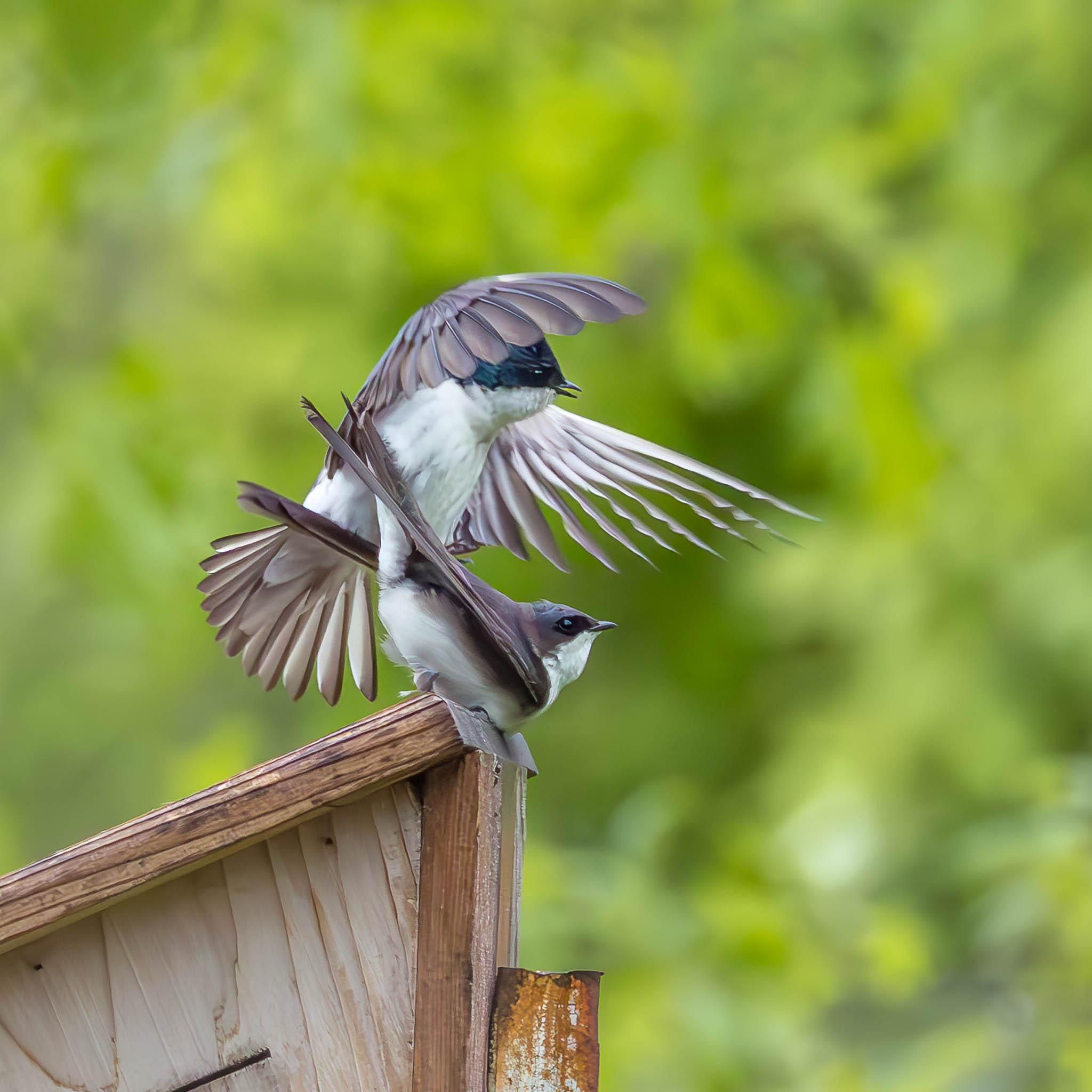 Tree Swallow female perched on nest box