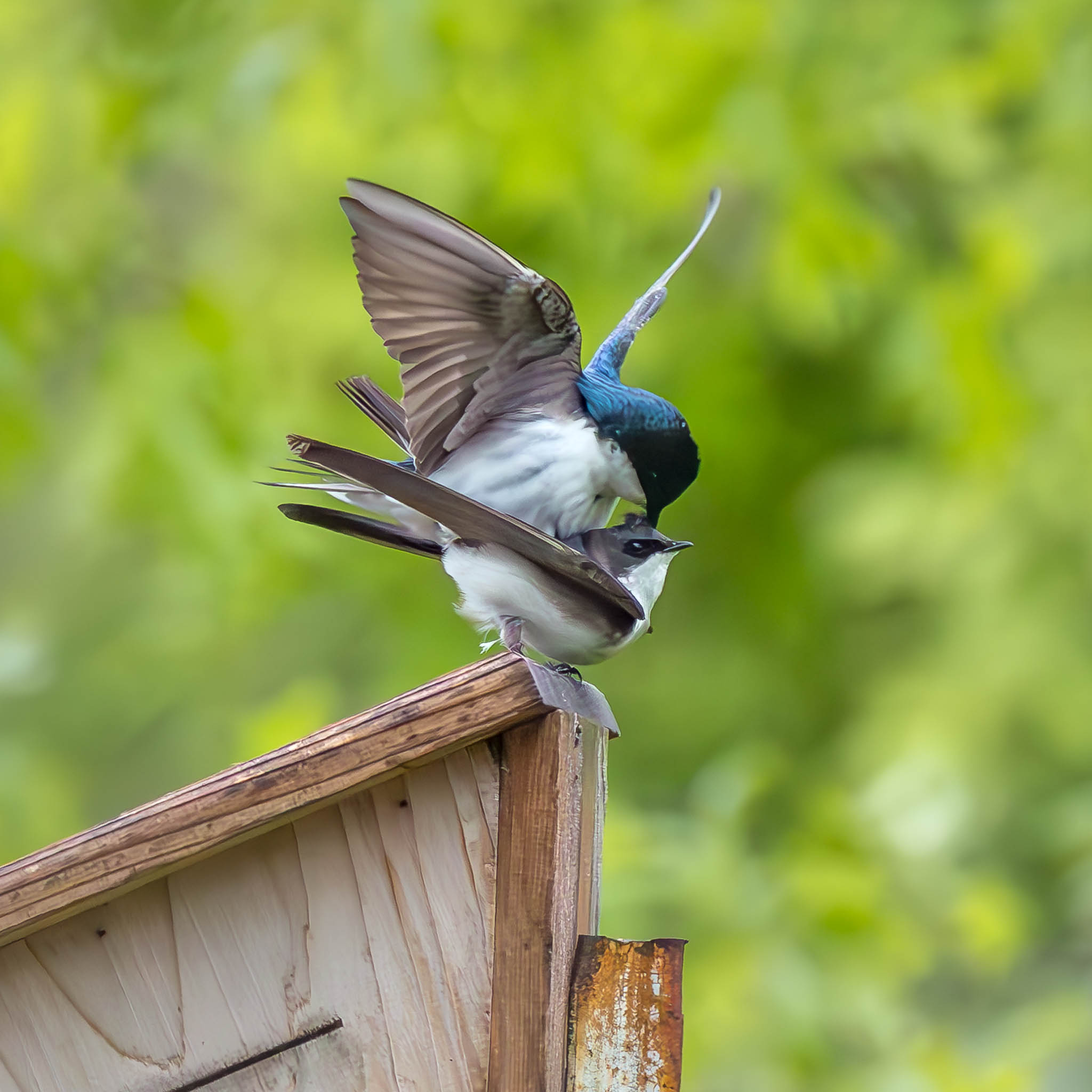 Tree Swallow male approaching
