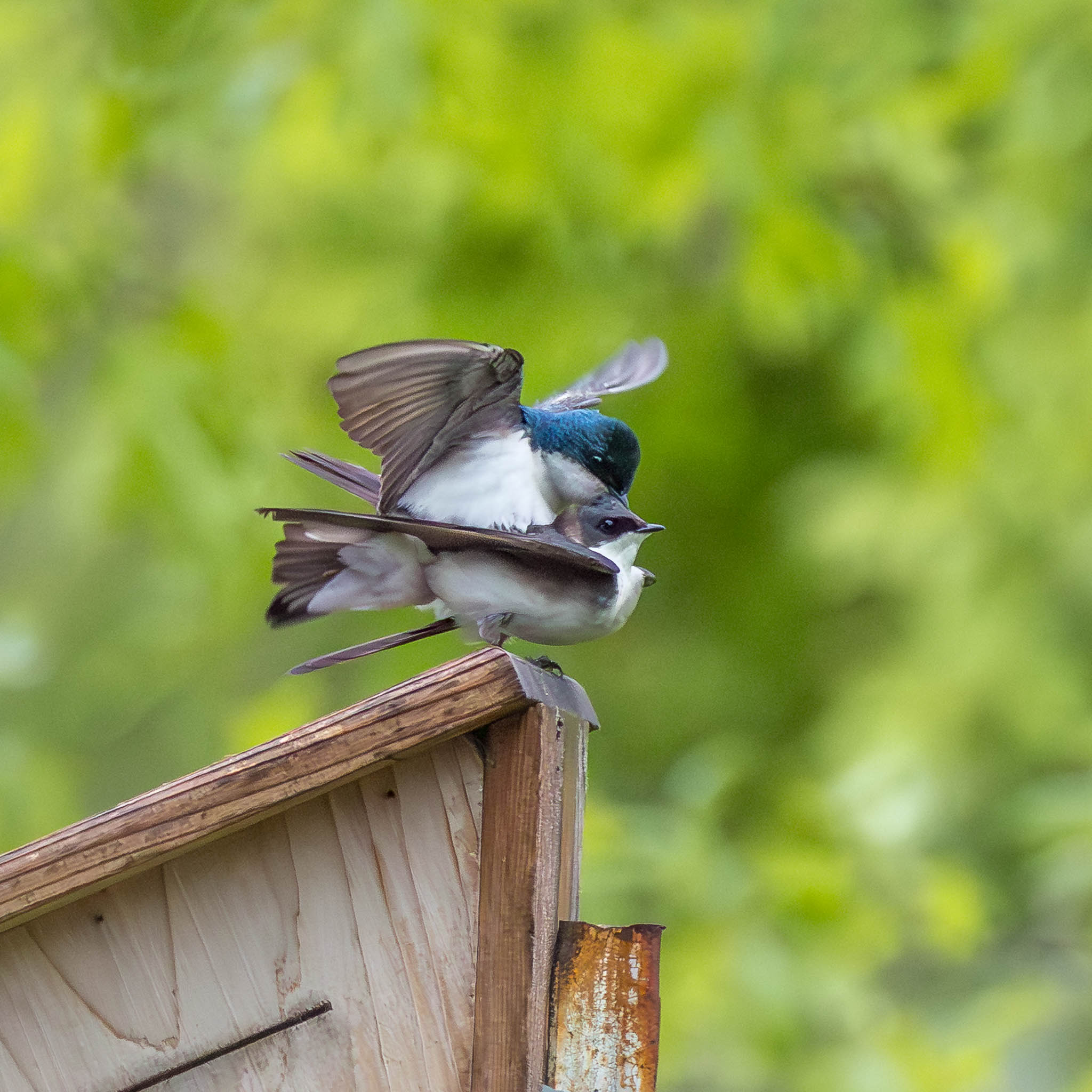 Tree Swallow courtship display