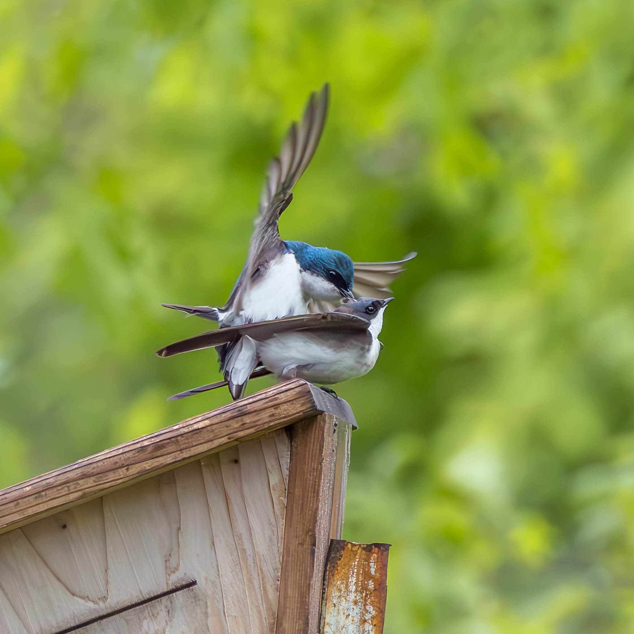 Tree Swallow mating moment
