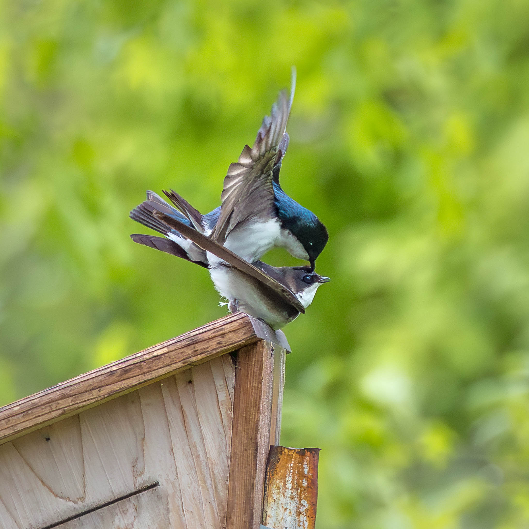 Tree Swallow after courtship