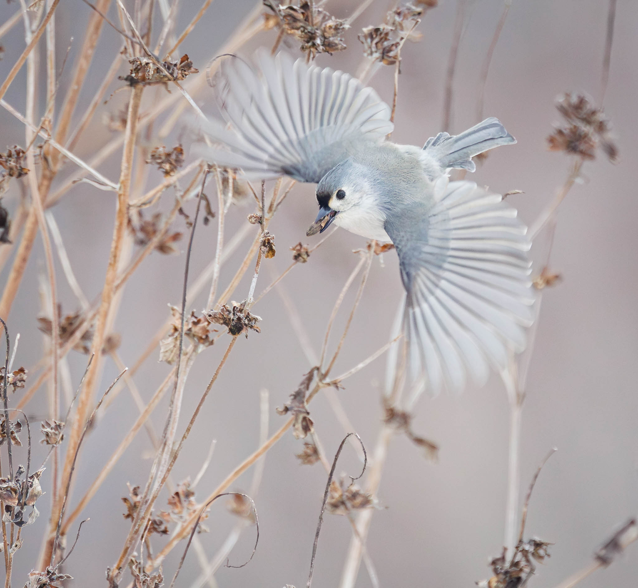 Tufted Titmouse Winter Seeds and Quiet Resolve