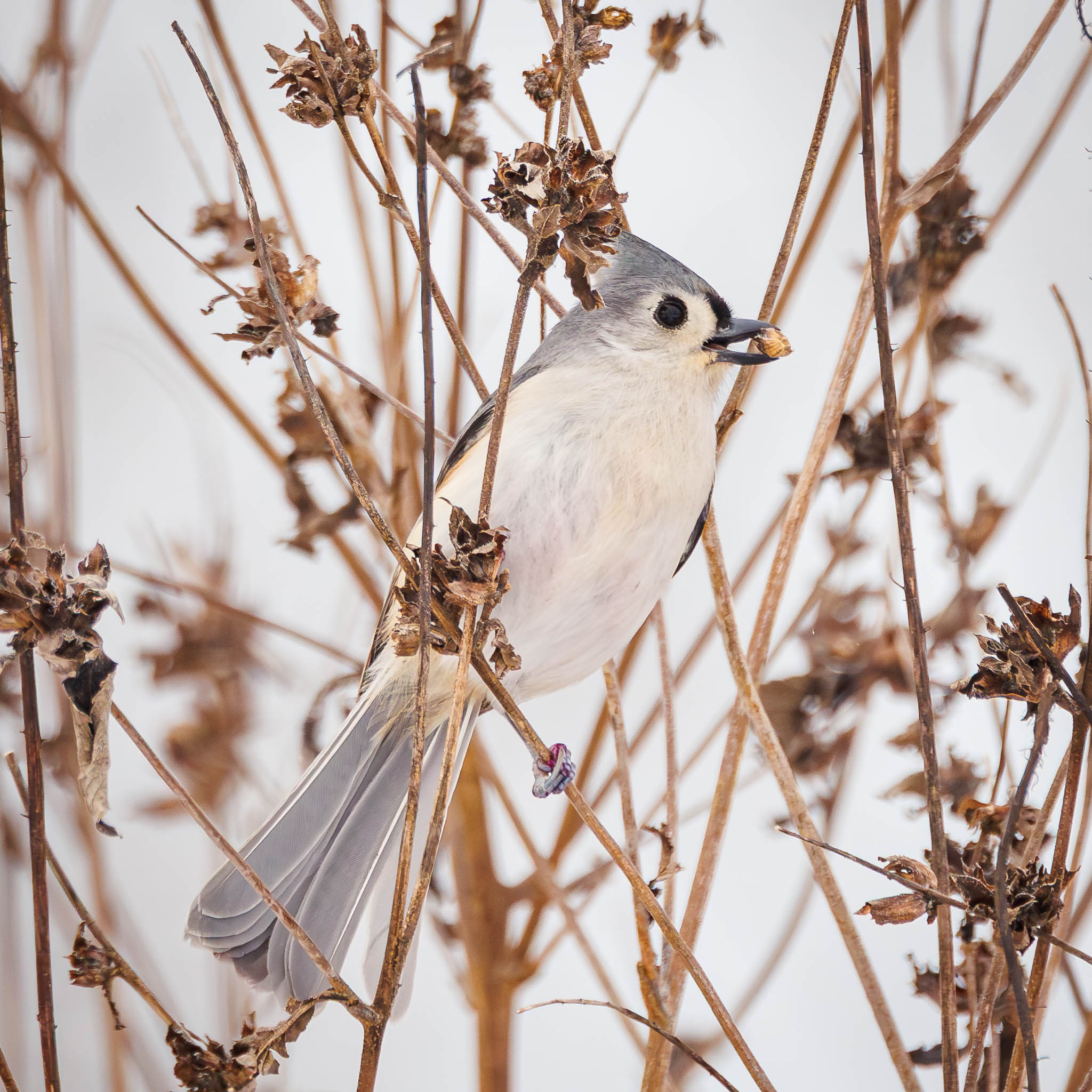 Tufted Titmouse among dried grasses