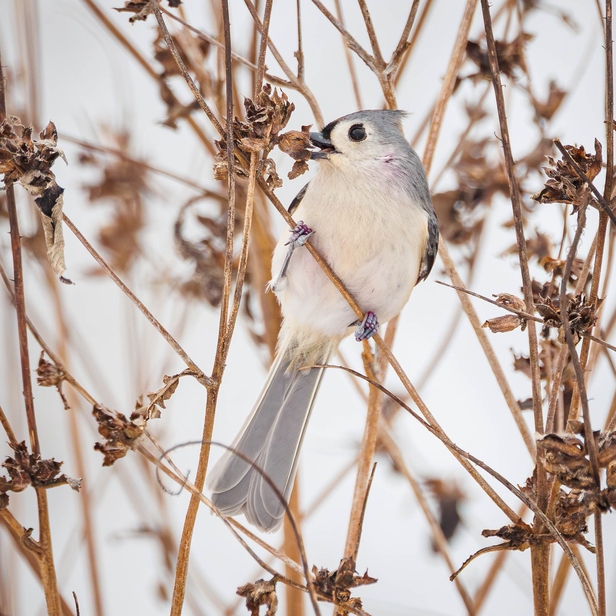 Tufted Titmouse persistent foraging