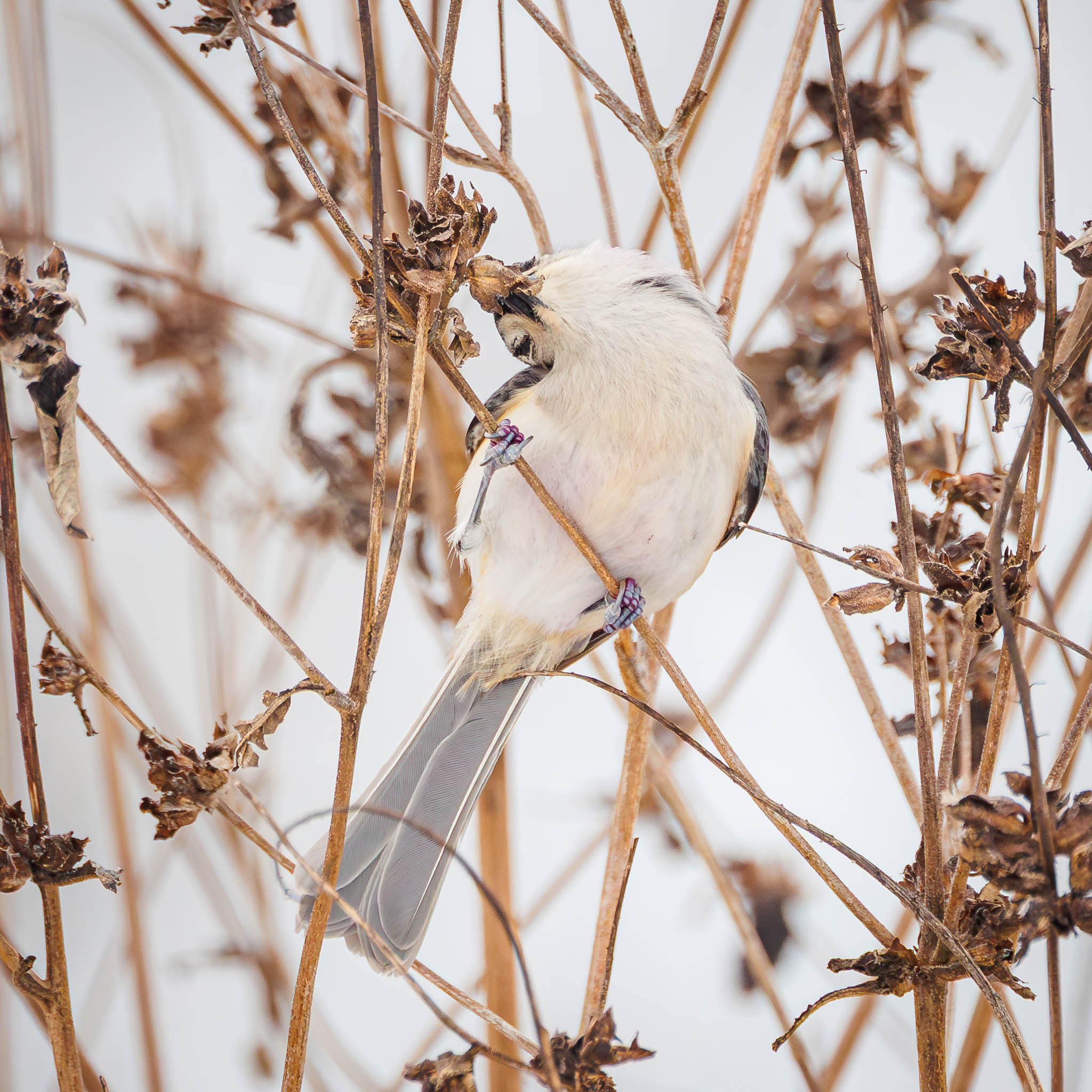 Tufted Titmouse in winter habitat