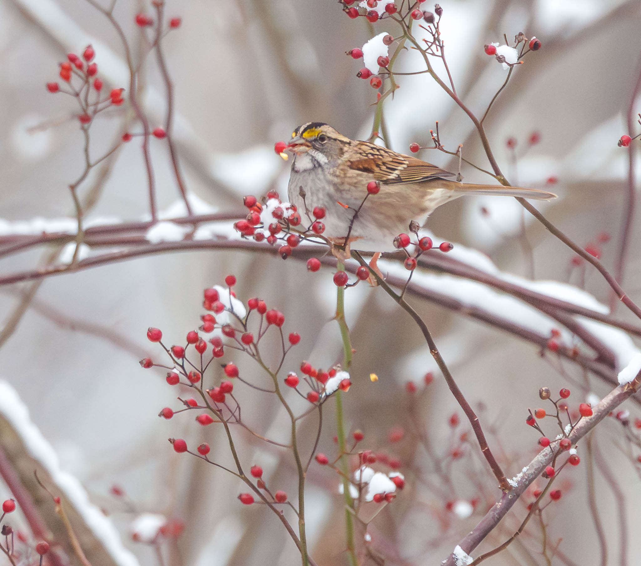 White-throated Sparrow Winter Bounty