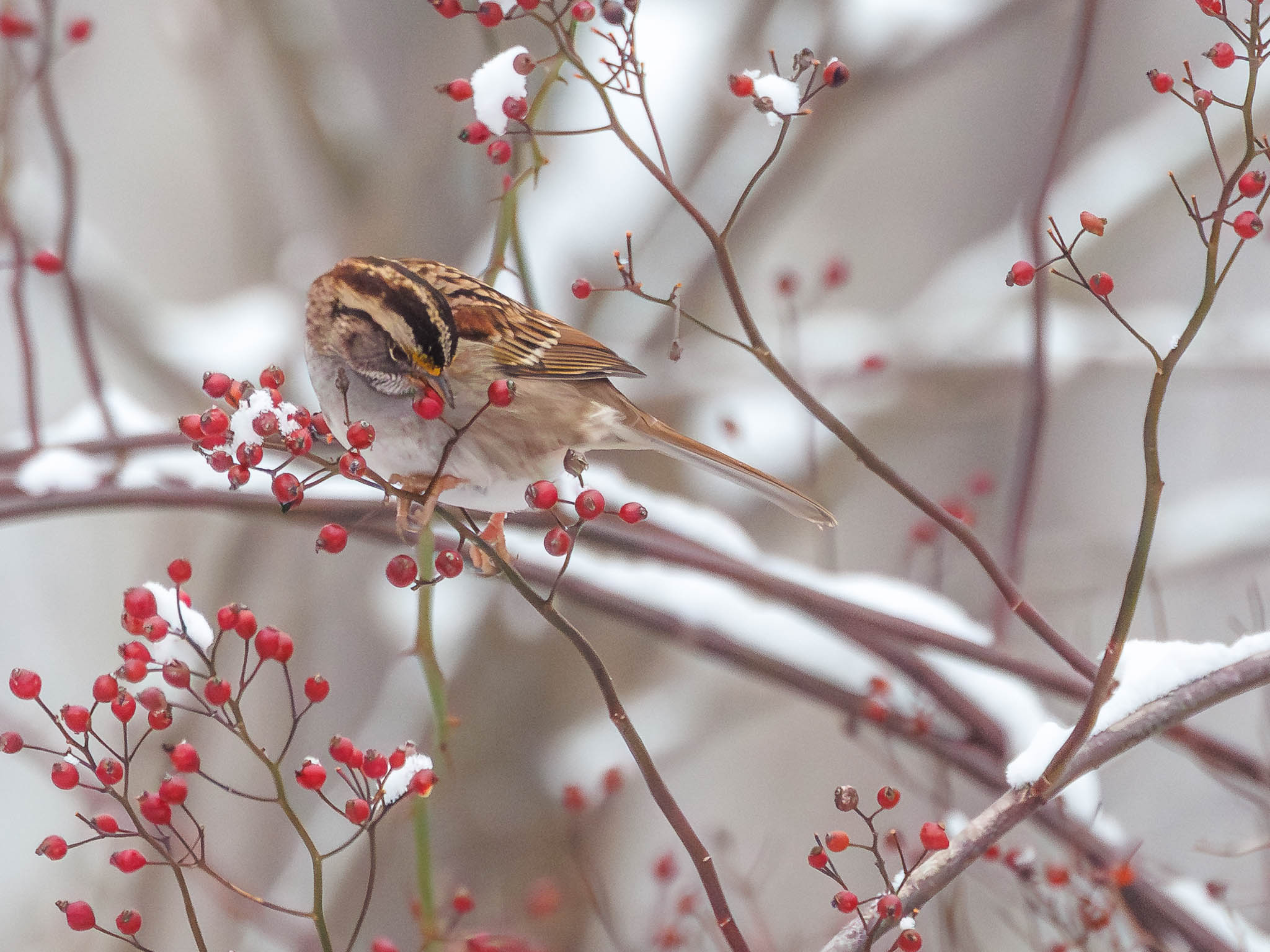 White-throated Sparrow among winter branches