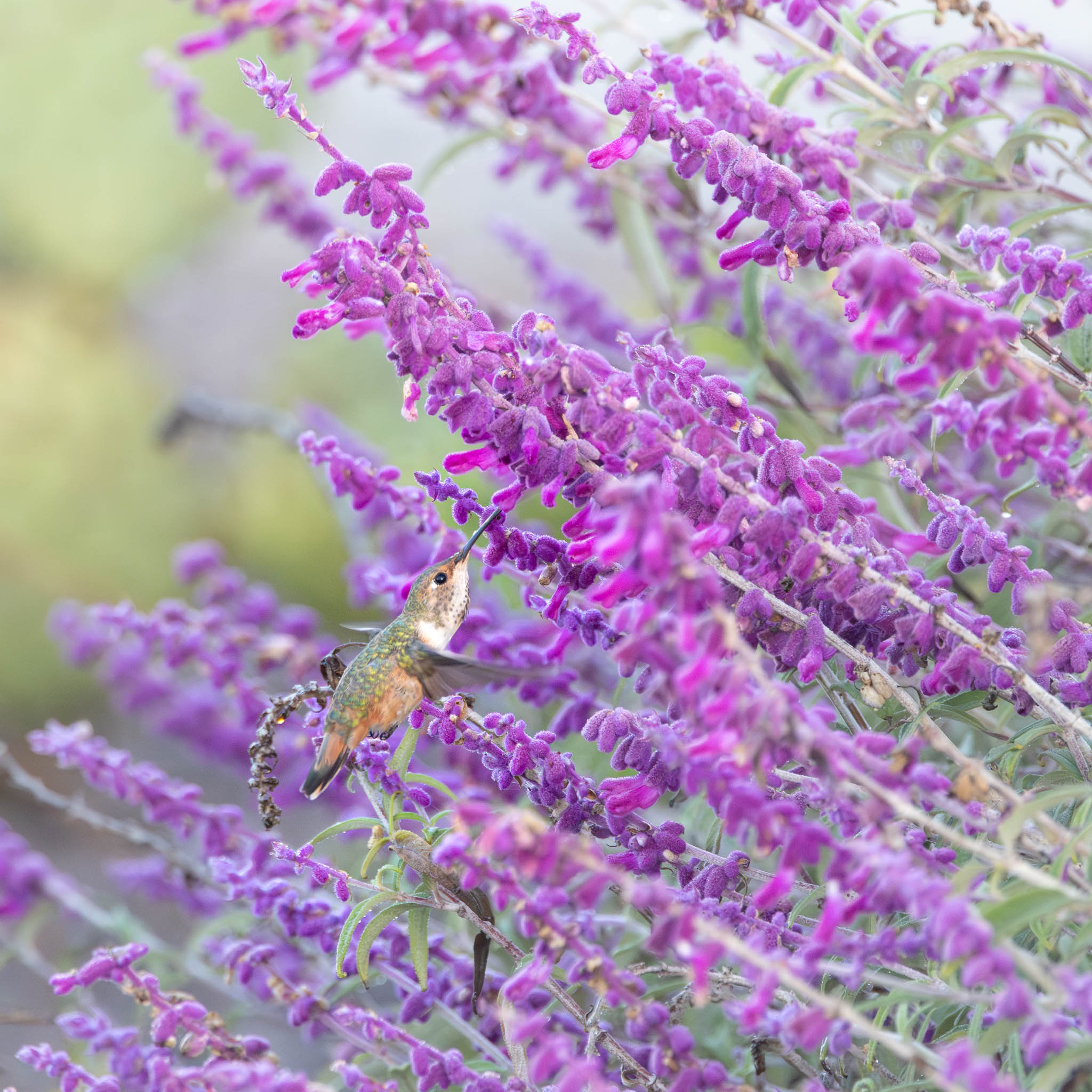 Allan's Hummingbird - Among the Purple Blooms