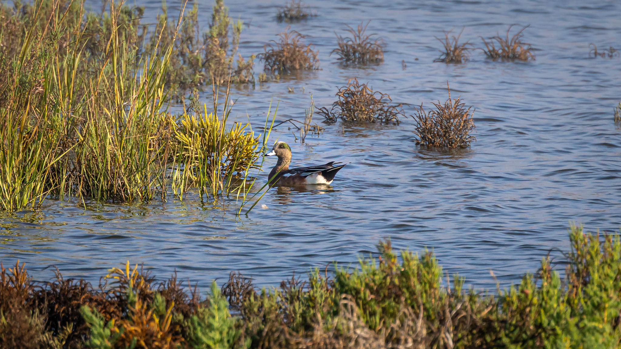American Wigeon - Beauty in the Marsh
