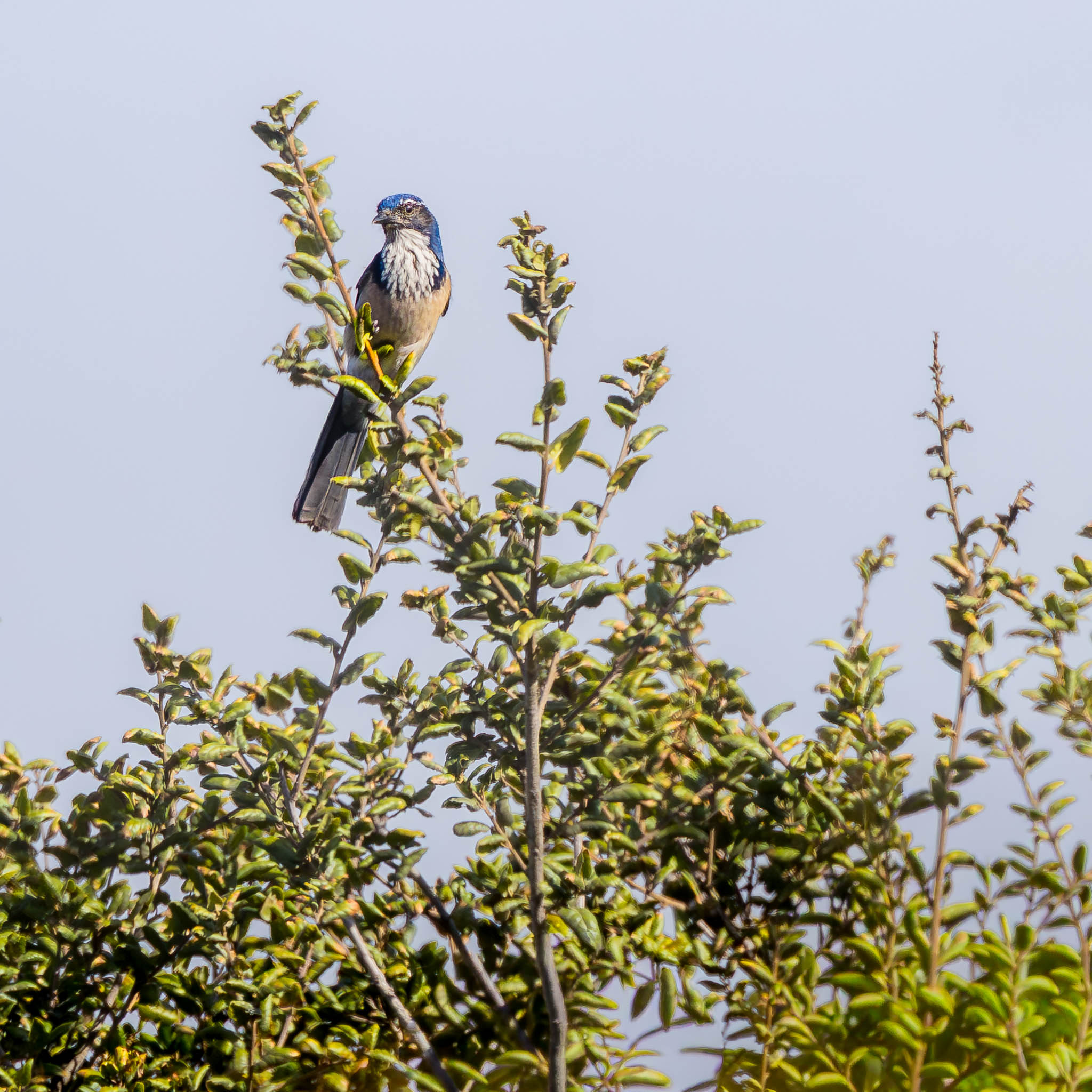 California Scrub-Jay - Treetop Perch