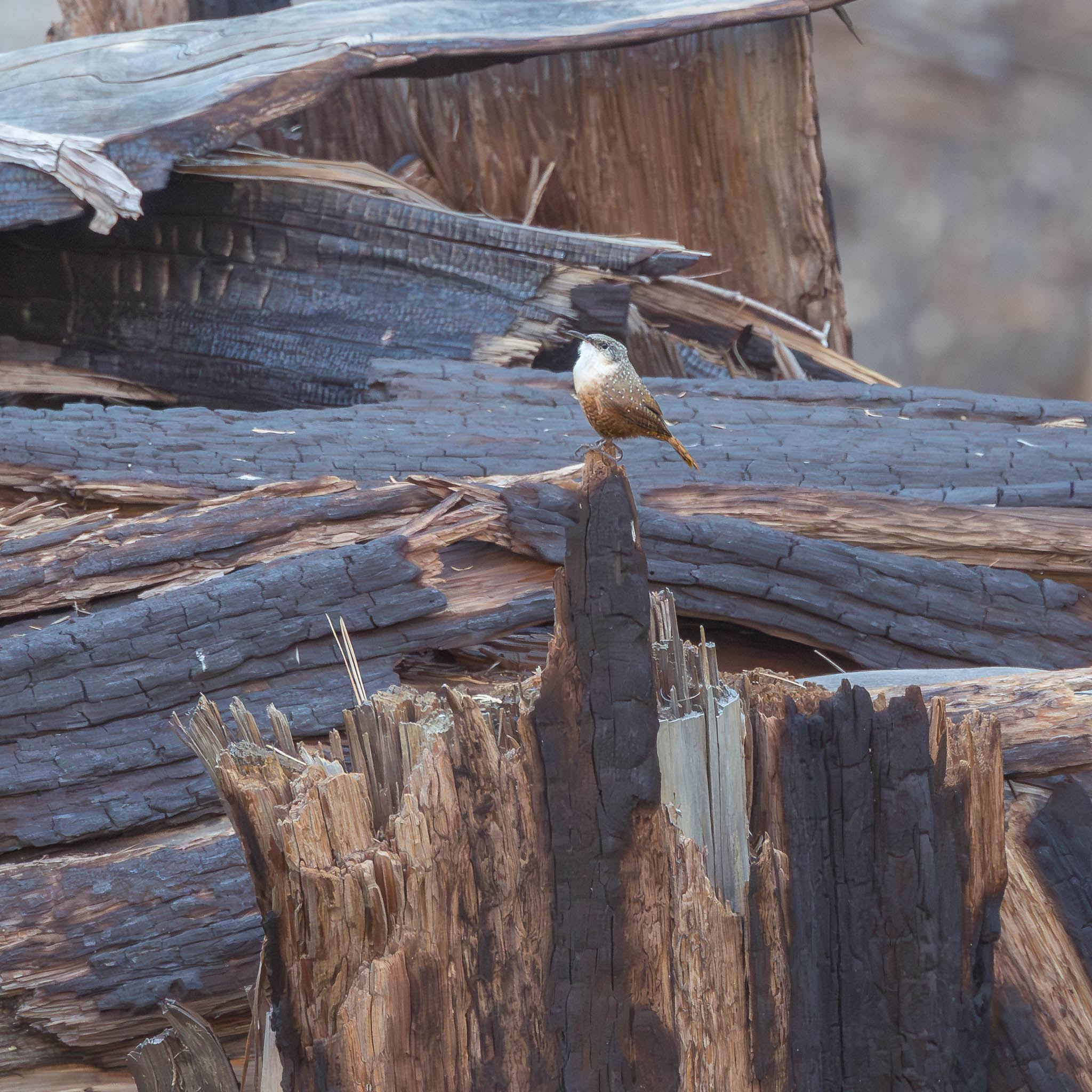Canyon Wren - Life Among the Ashes