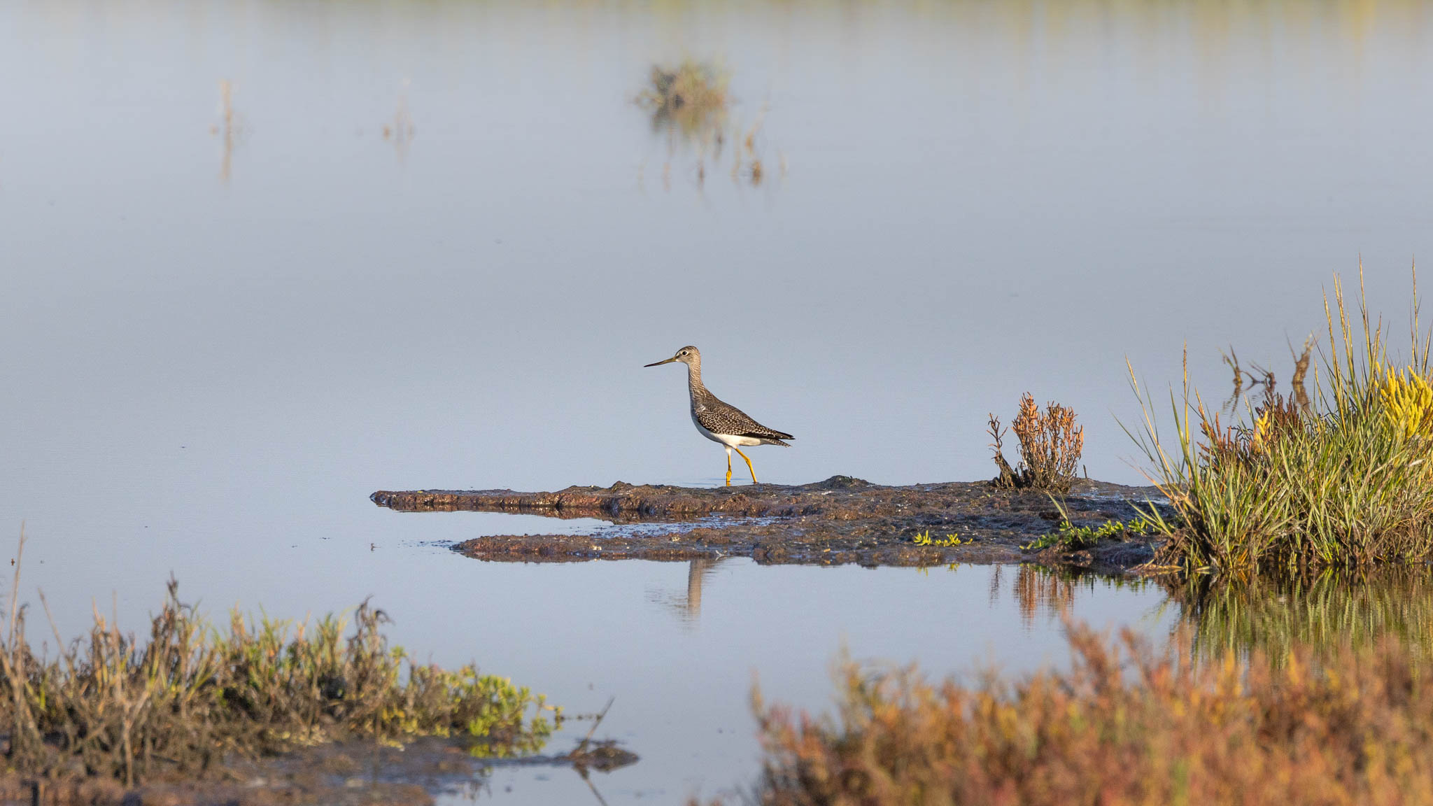 Greater Yellowlegs - Wading Alone