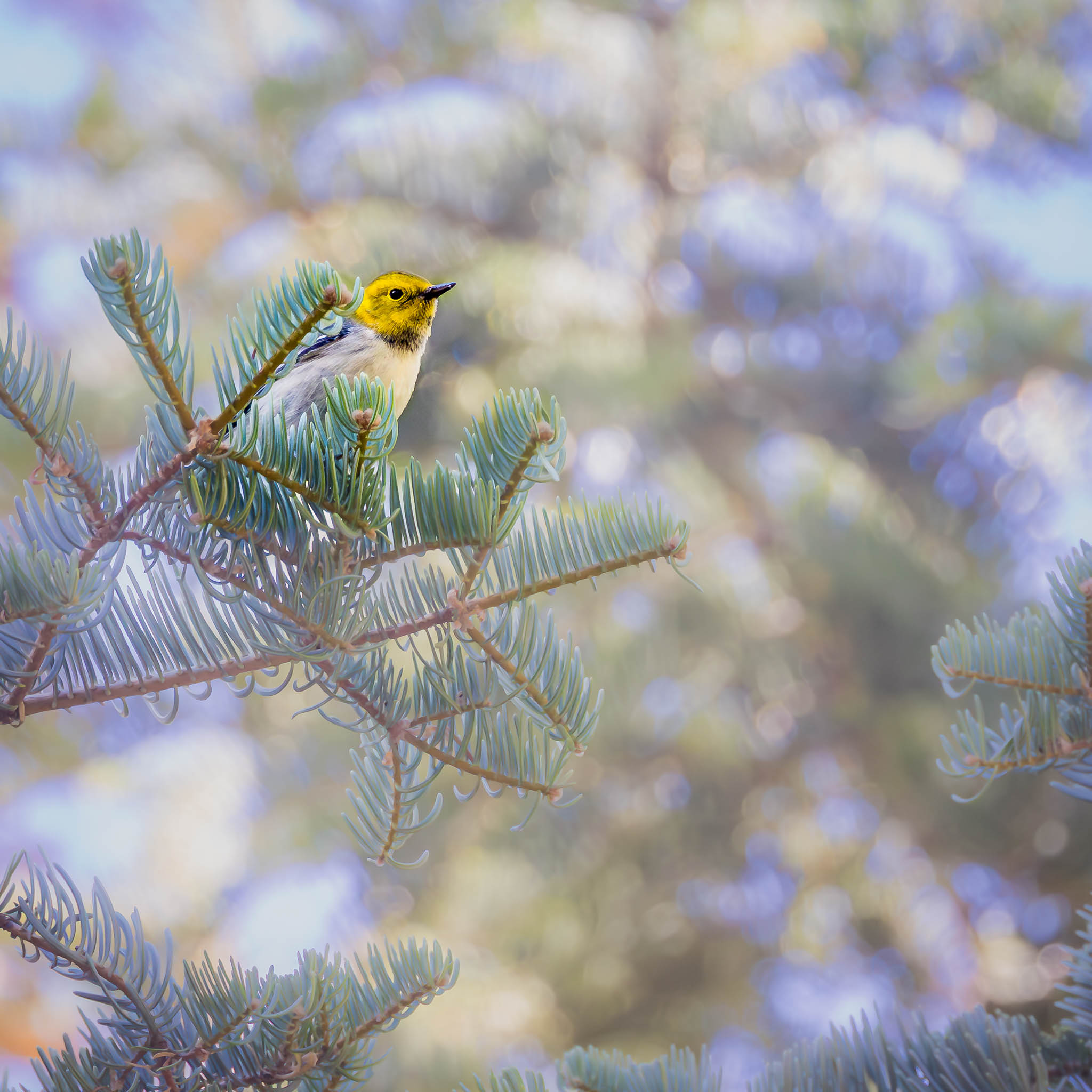 Hermit Warbler - Golden Crown, Western Light