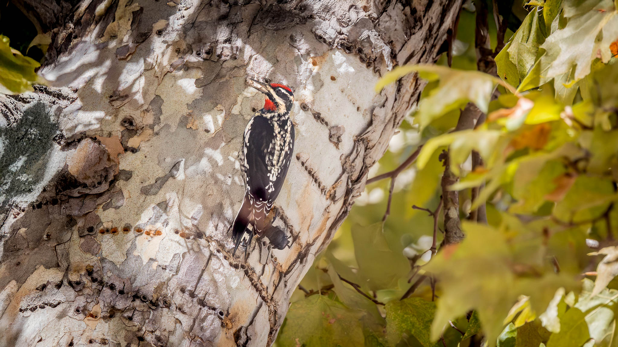 Red-naped Sapsucker - A Quiet Carpenter
