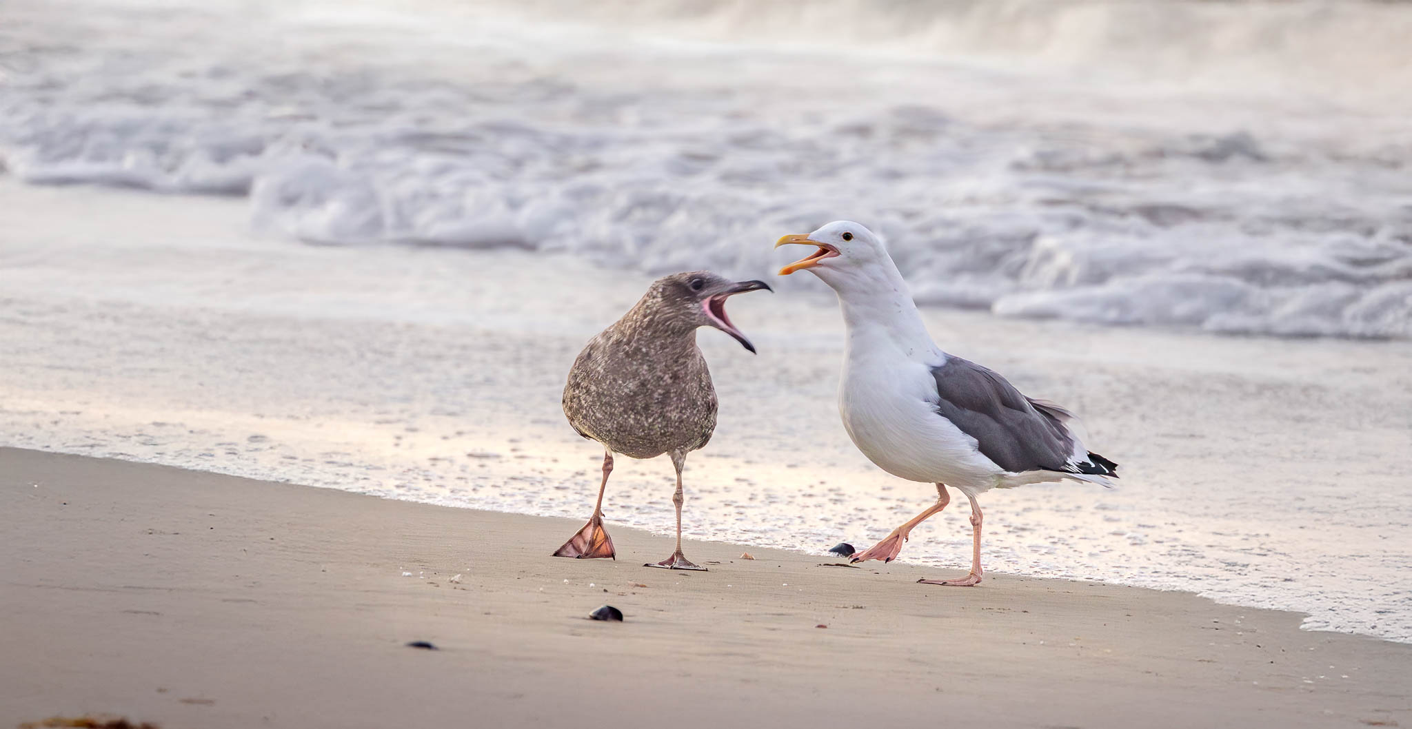 Western Gulls - Early Morning Discussion
