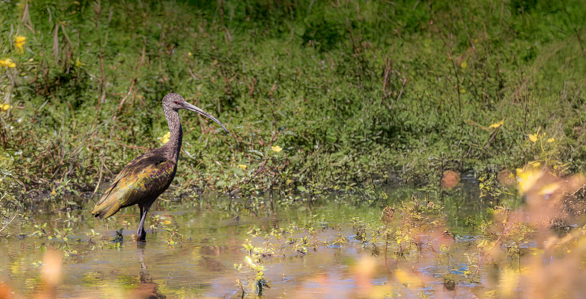 White-faced Ibis - Wandering in a City Park