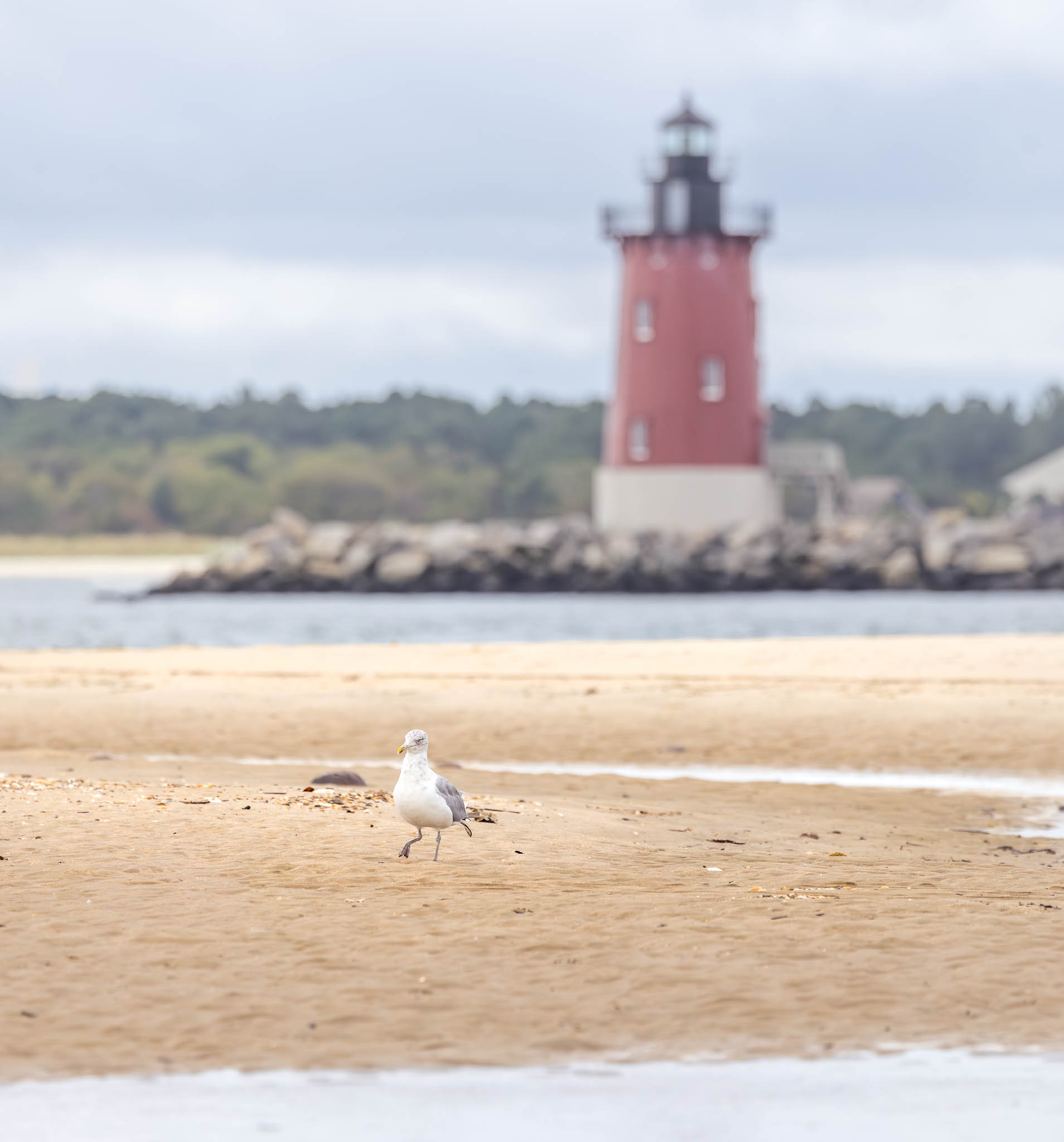 American Herring Gull - A Small Life, A Steady Light