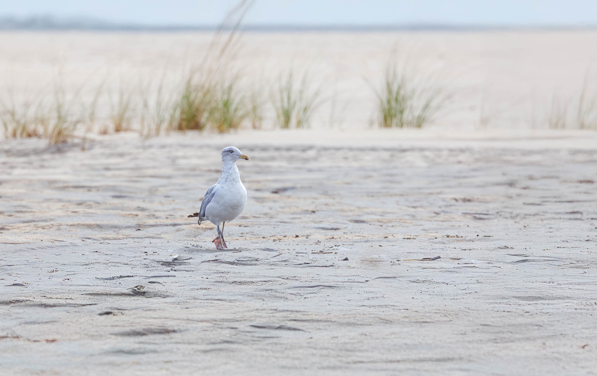 American Herring Gull - Morning Stroll Along The Shore