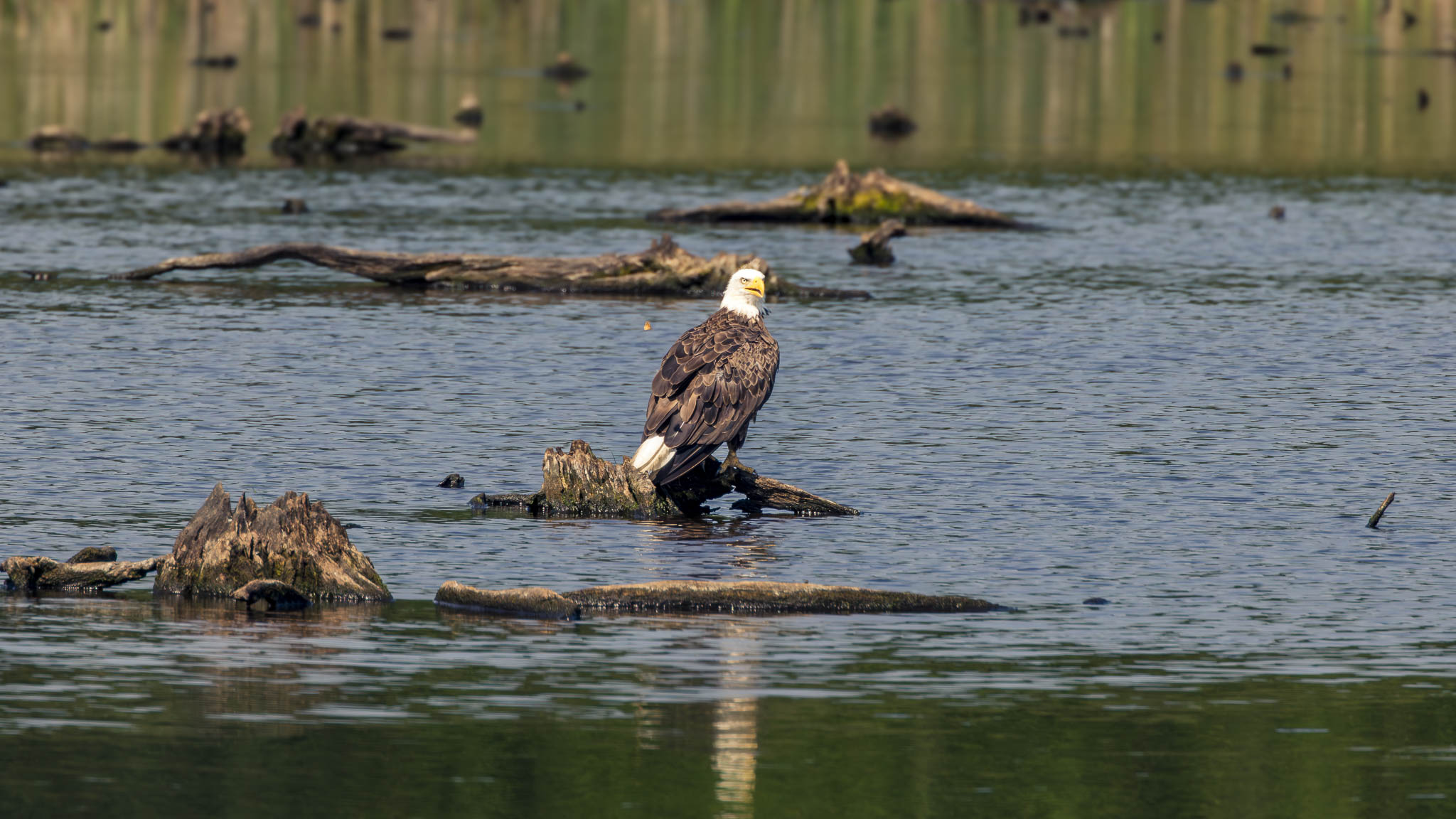 Bald Eagle - A Moment Between Flights