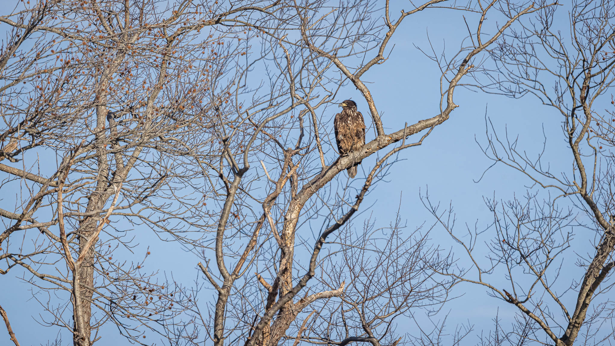 Bald Eagle - A Young Eagle On Watch