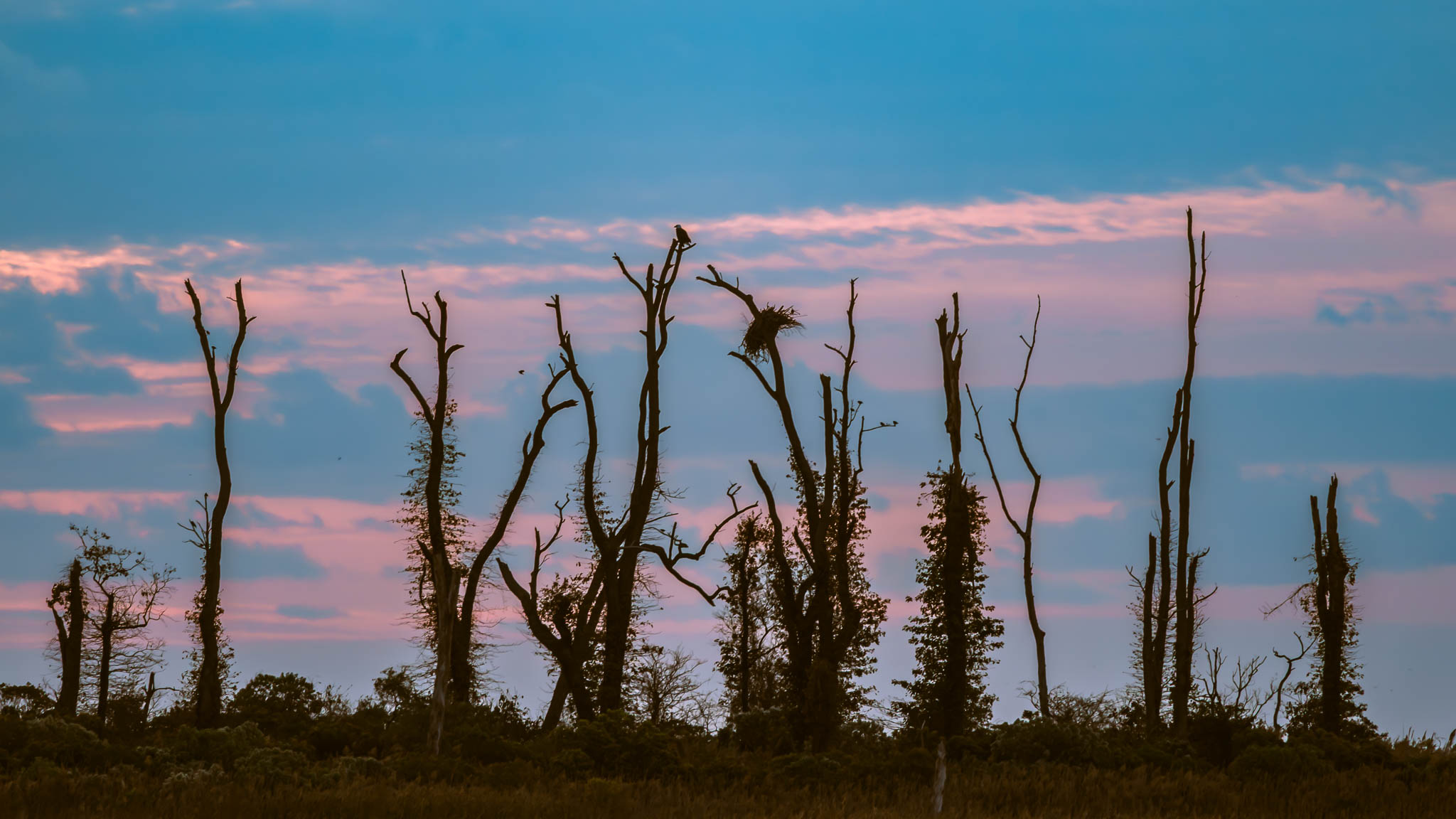 Bald Eagle - First Light, Highest Perch