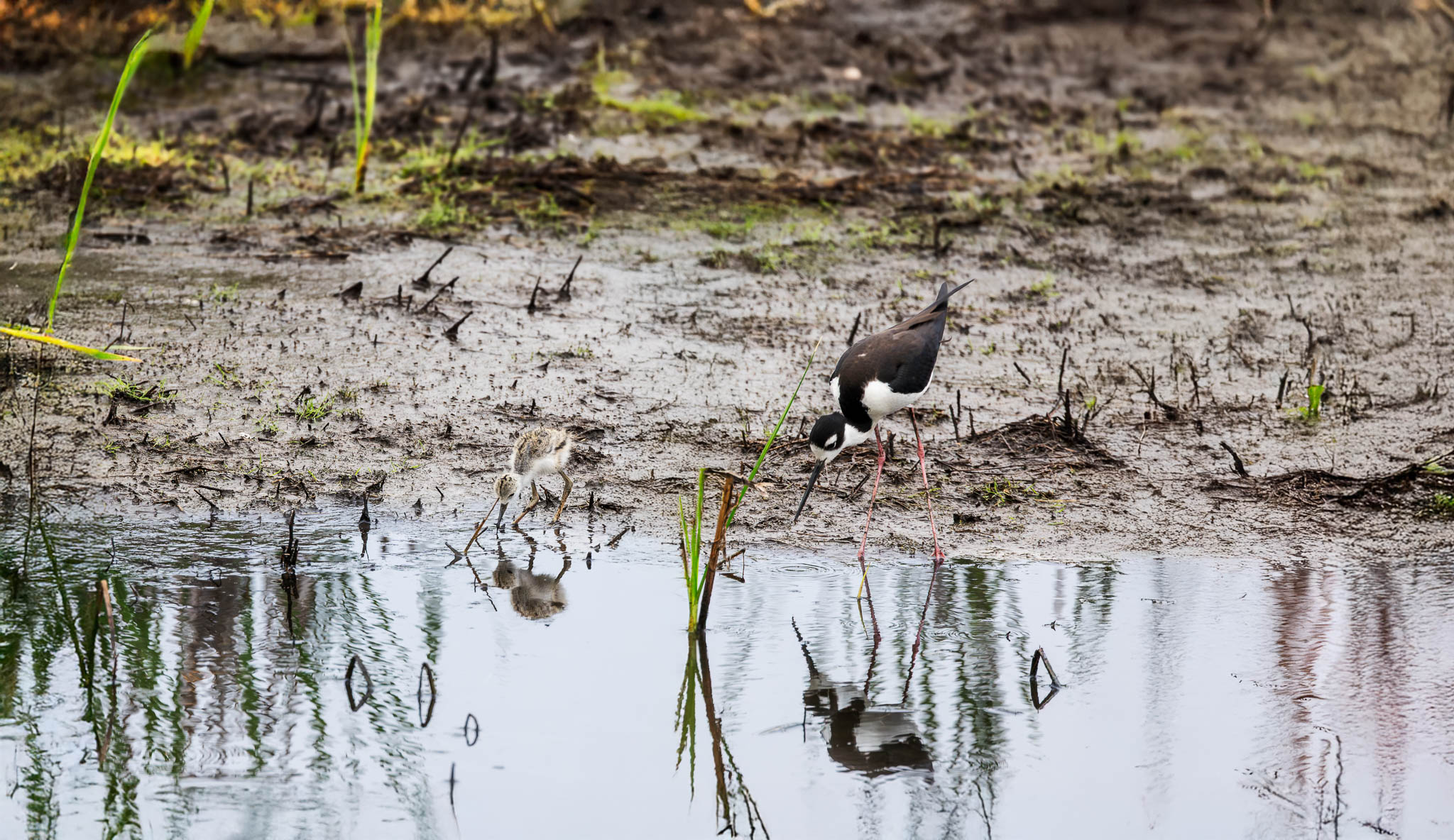 Black-Necked Stilt - Following Mom's Lead