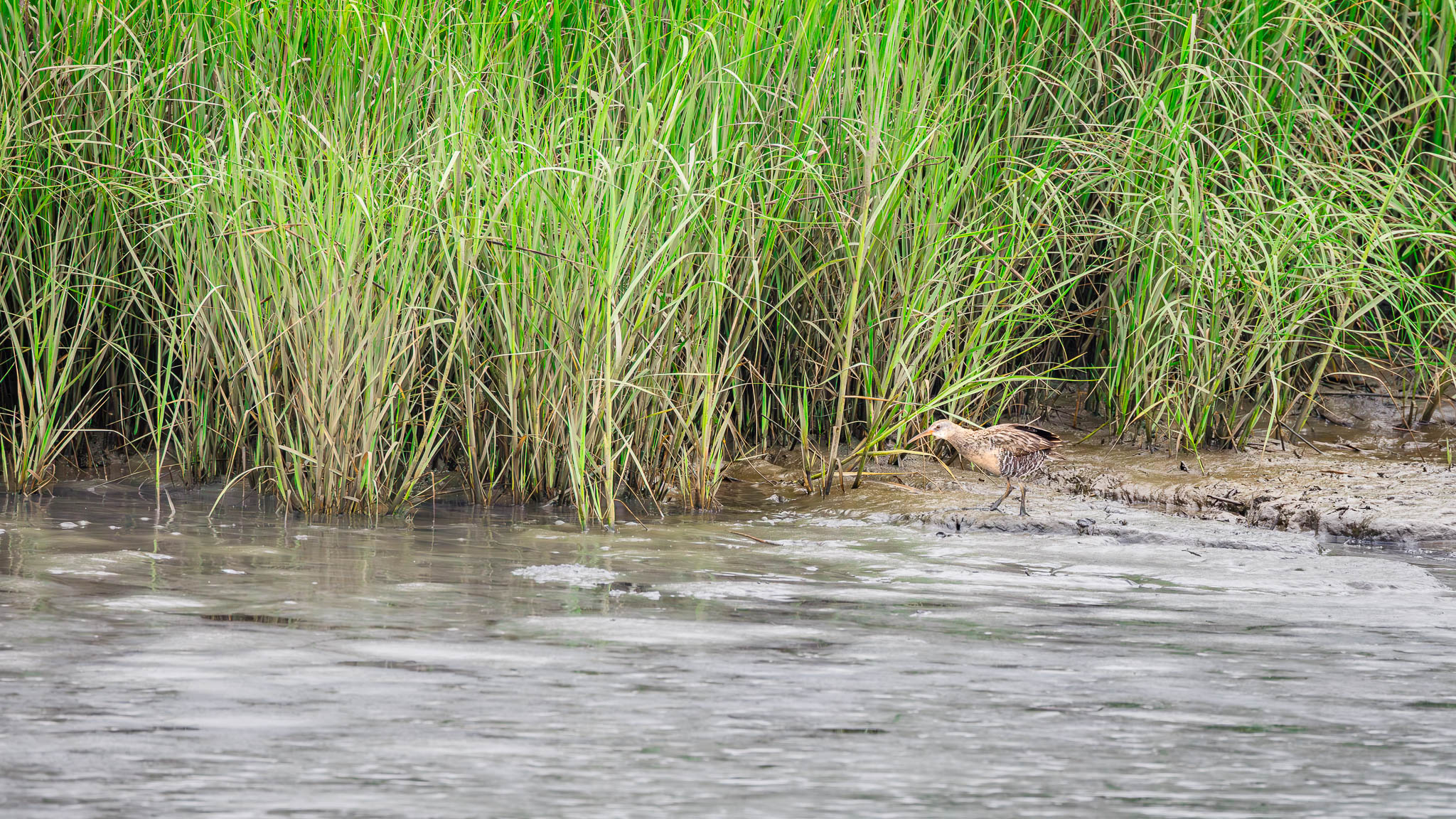 Clapper Rail - Dashing Through The Reeds