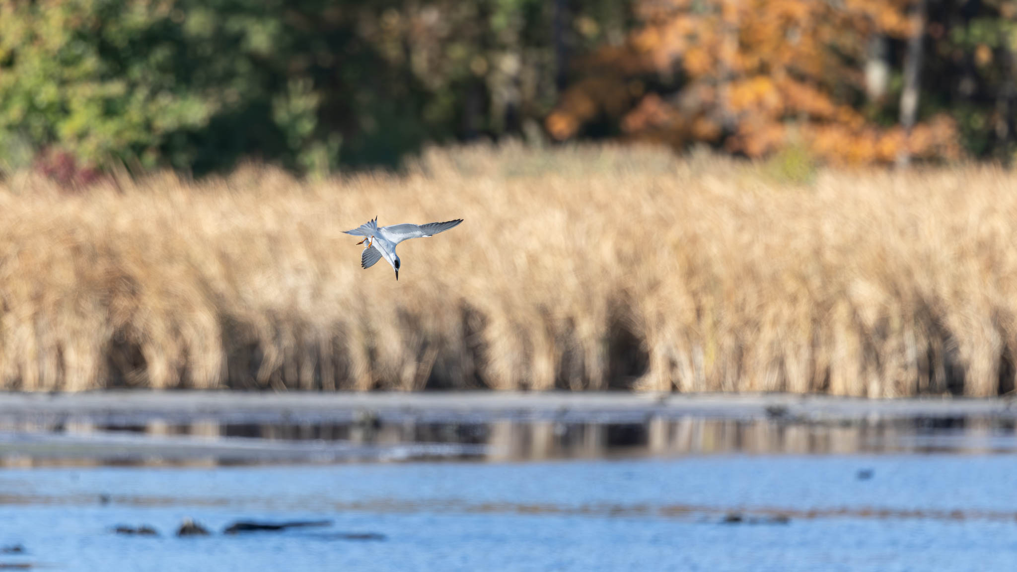 Forster's Tern - The Moment Of Decision
