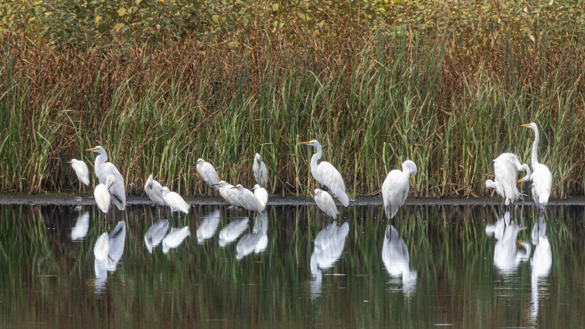 Great Egrets & Snowy Egrets - Shared Waters